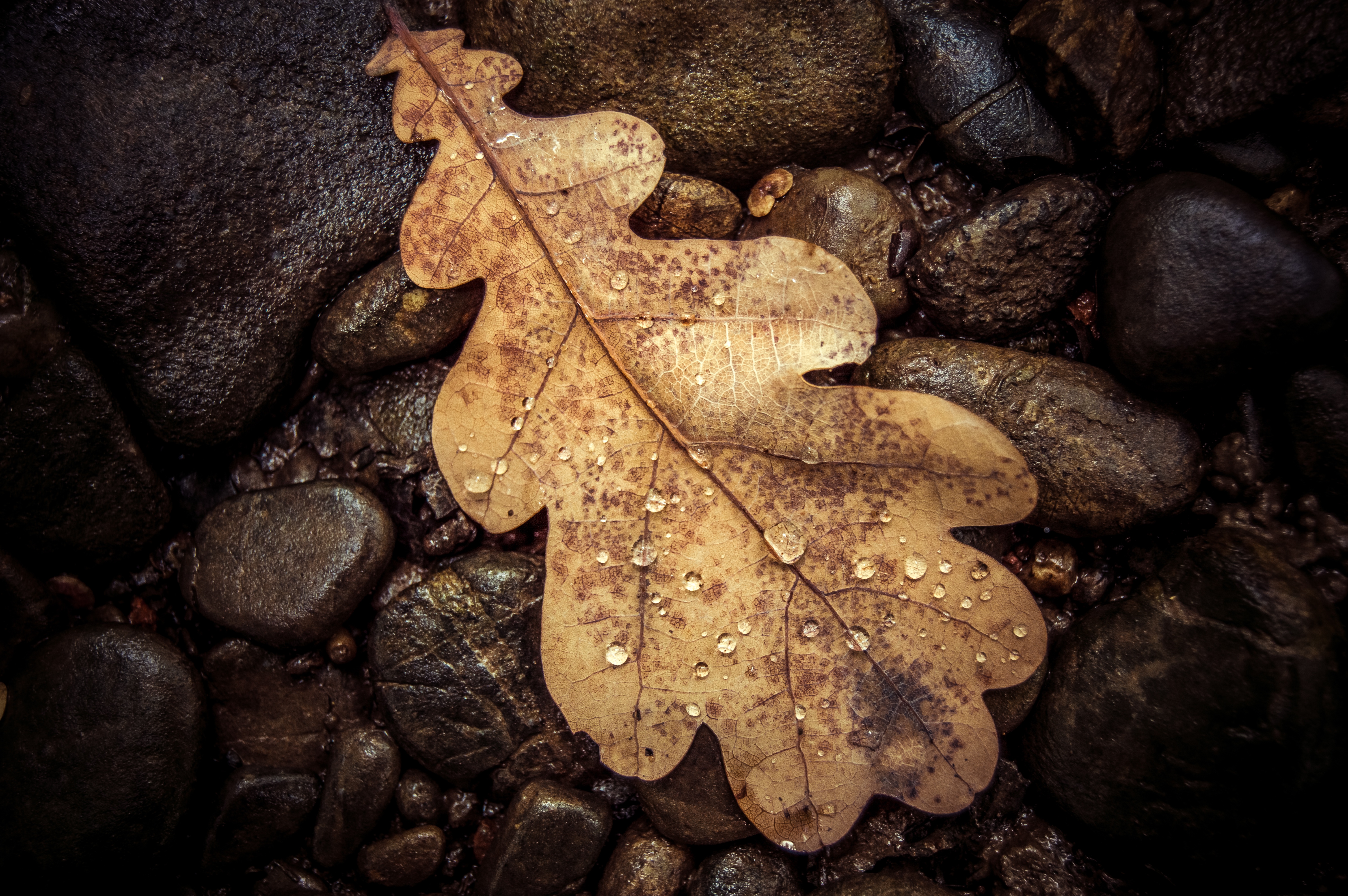 免费照片一片干枯的秋天橡树叶