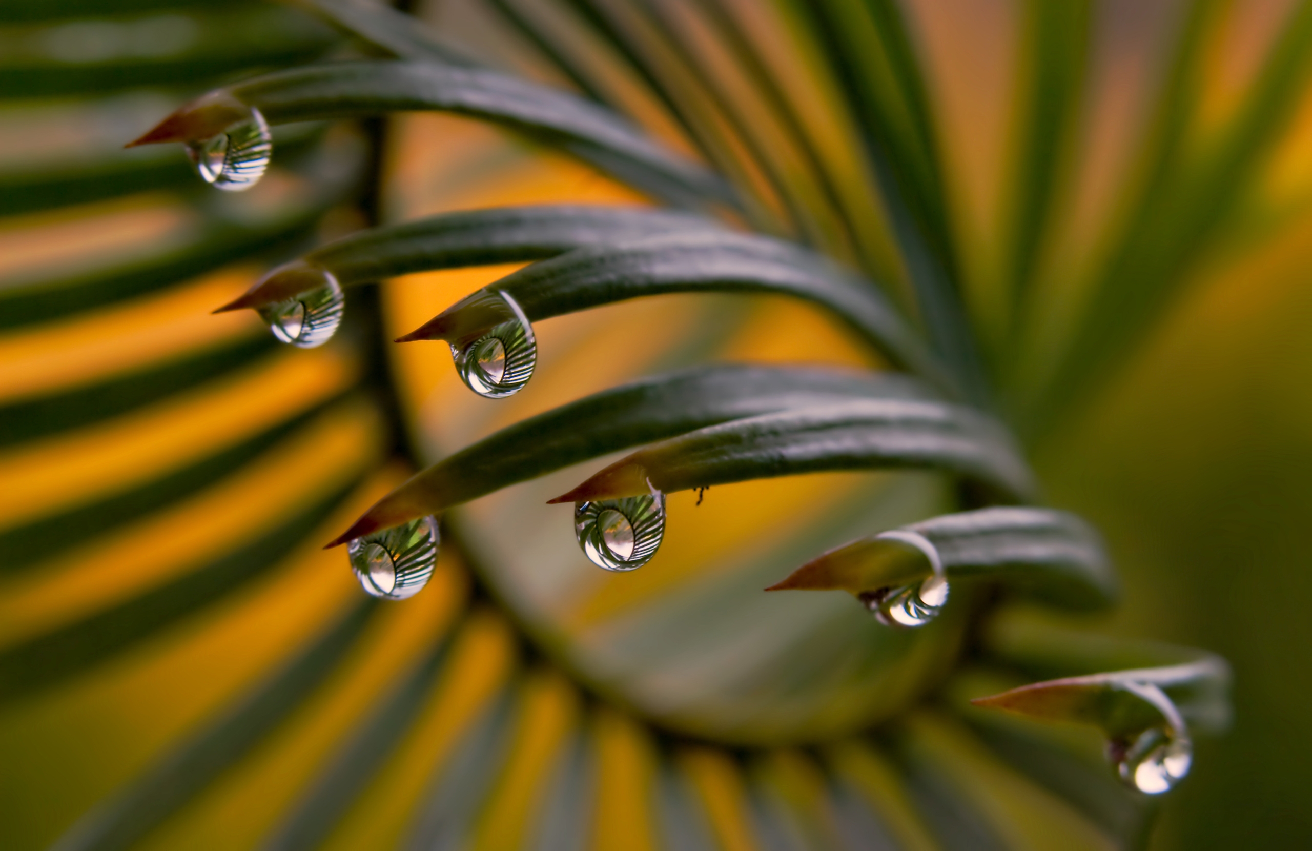 Wallpapers wallpaper leaves drops of water flowers on the desktop