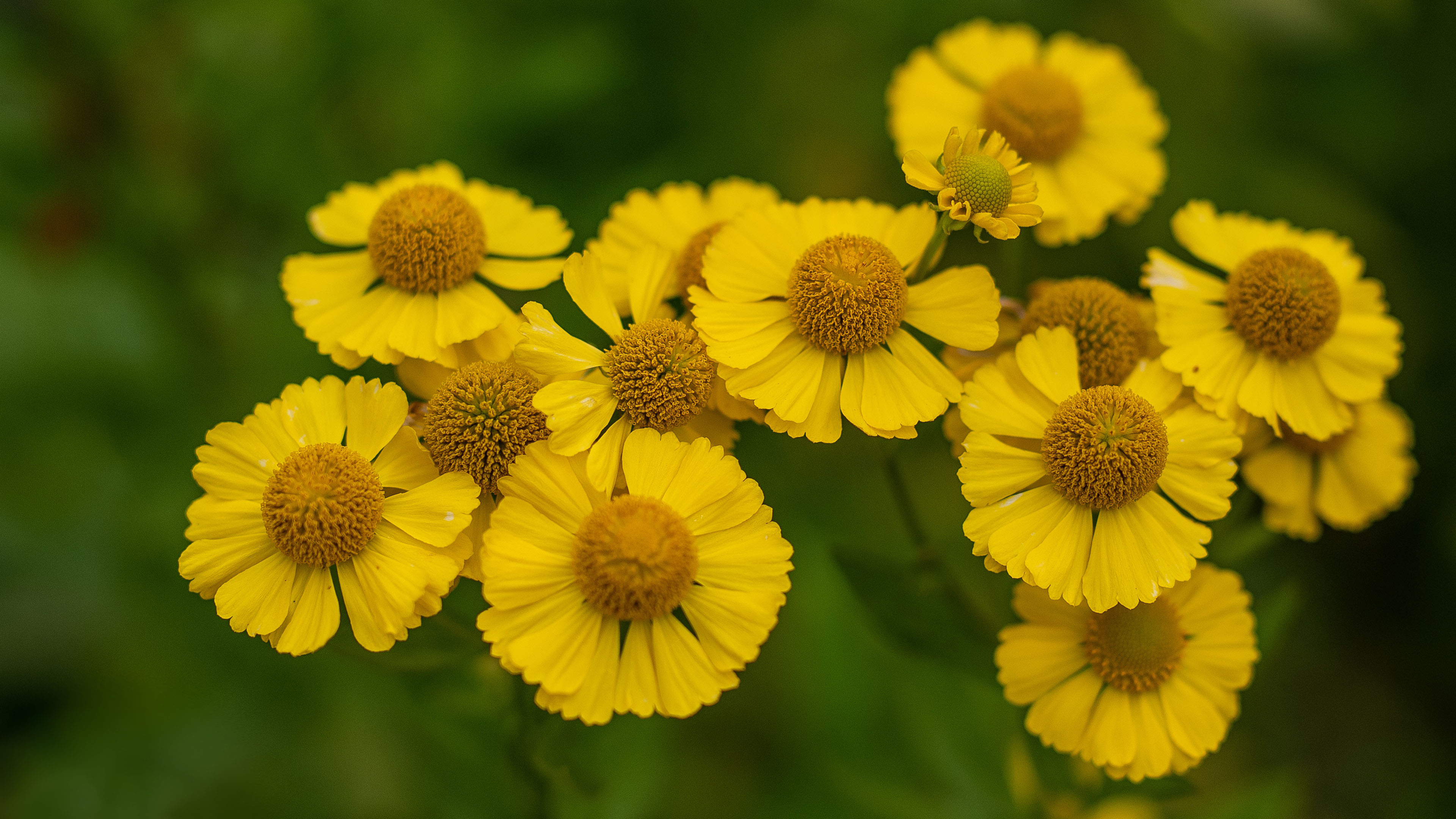 Free photo A shrub of yellow chrysanthemum flowers