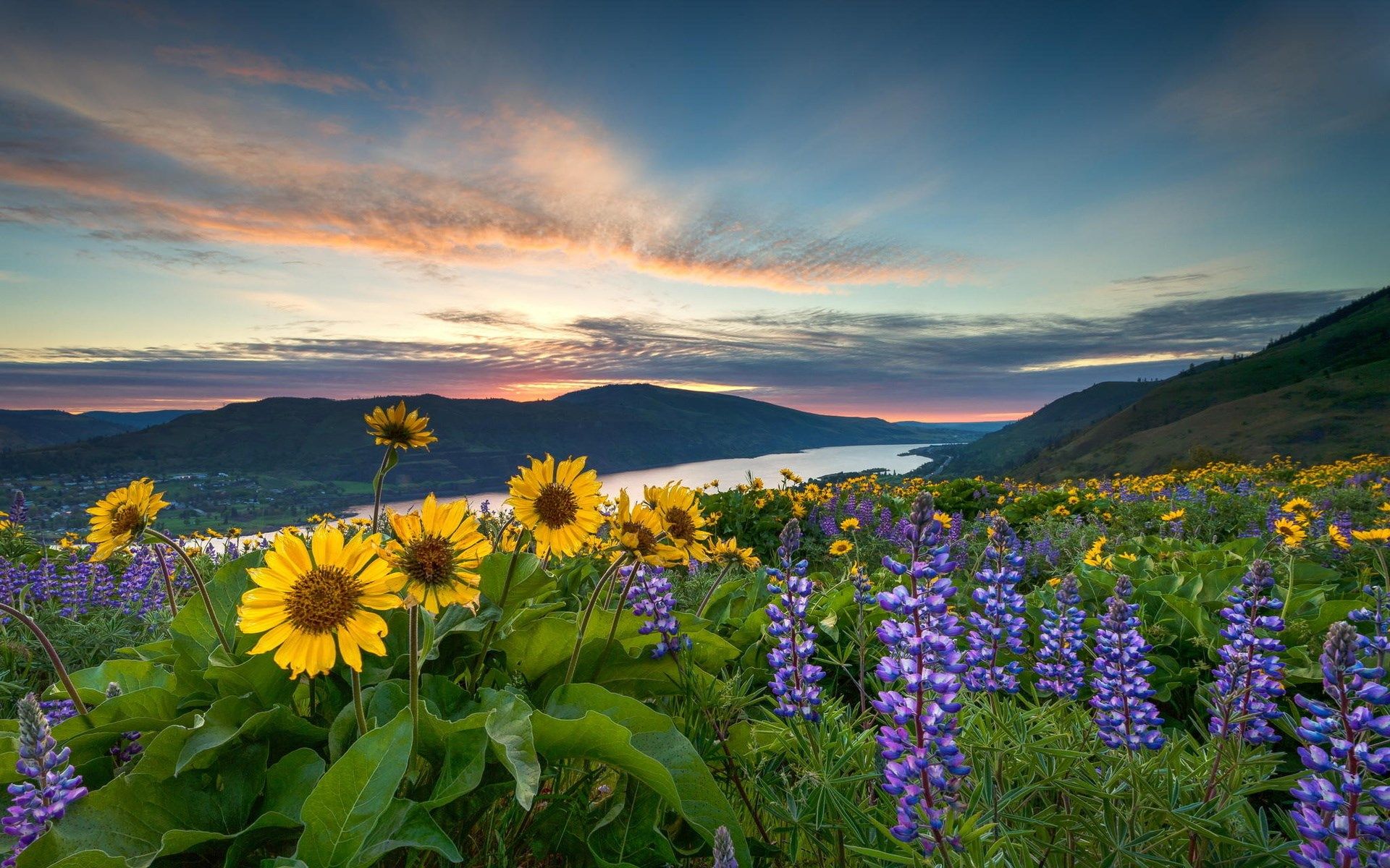 Free photo Landscape. Flowers.