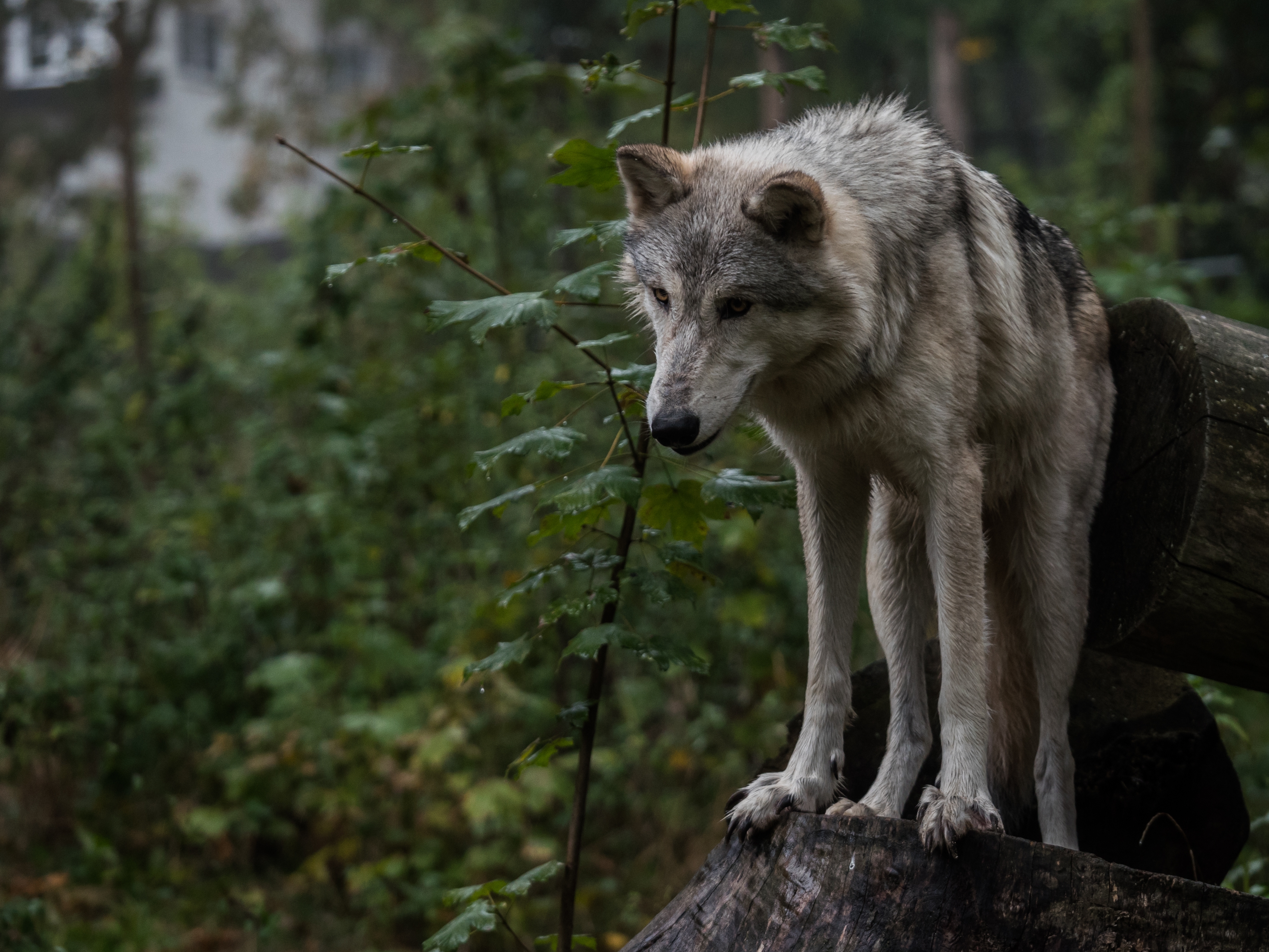 树林里的灰狼