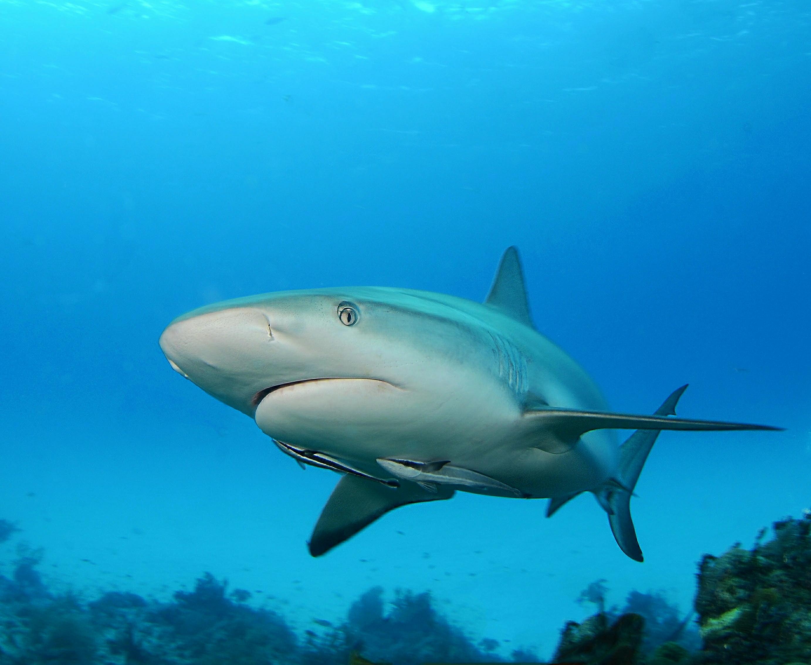 Free photo Screensaver sea creatures, sharks on the desktop