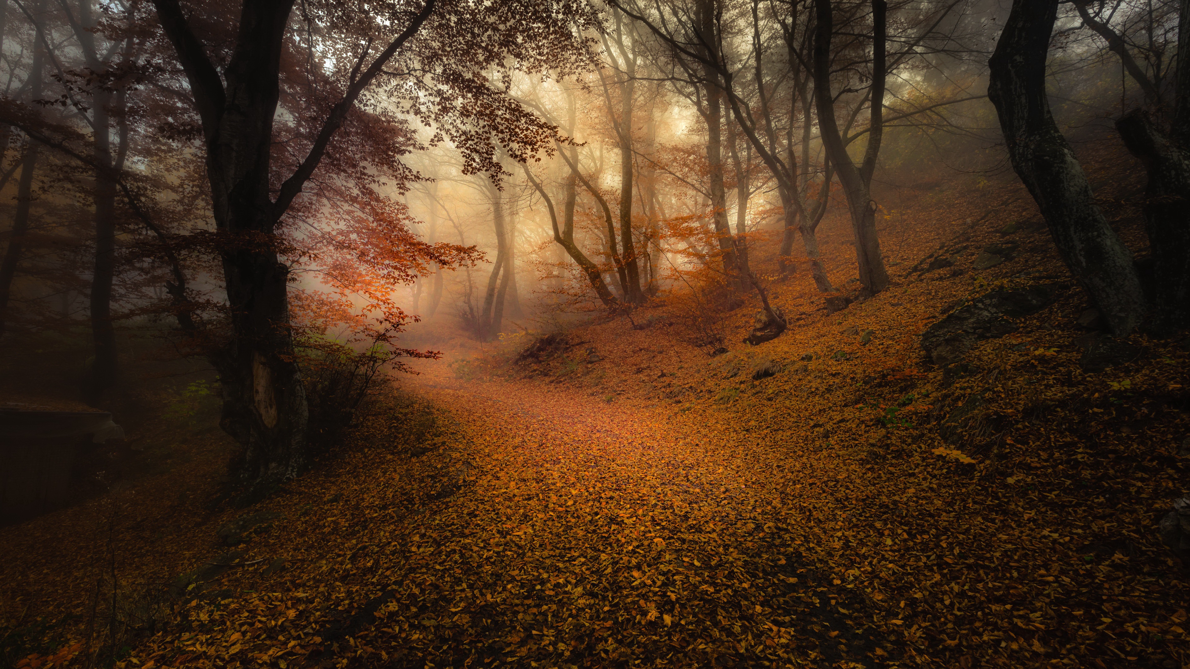 免费照片黄叶覆盖的迷雾森林