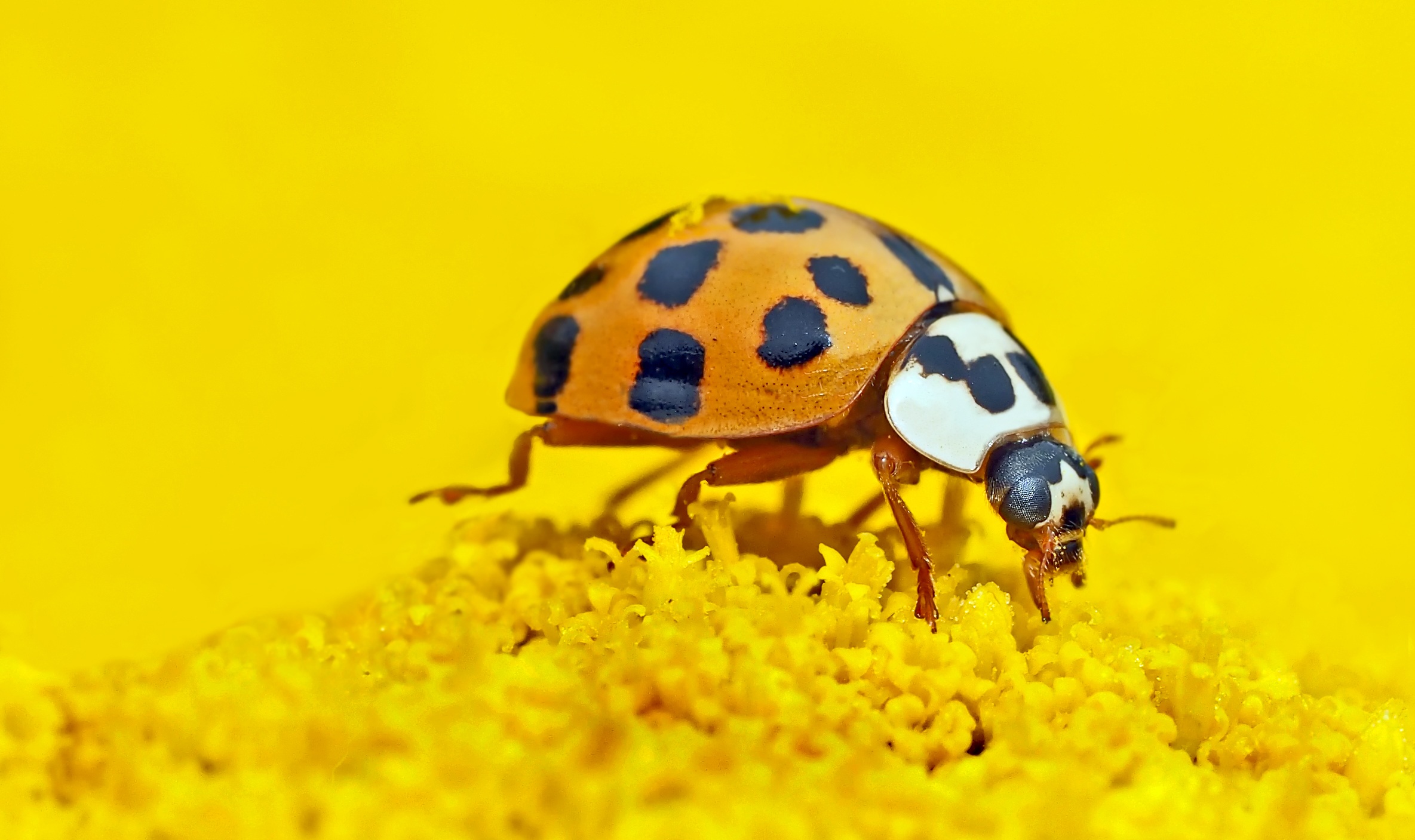 Ladybug on yellow background