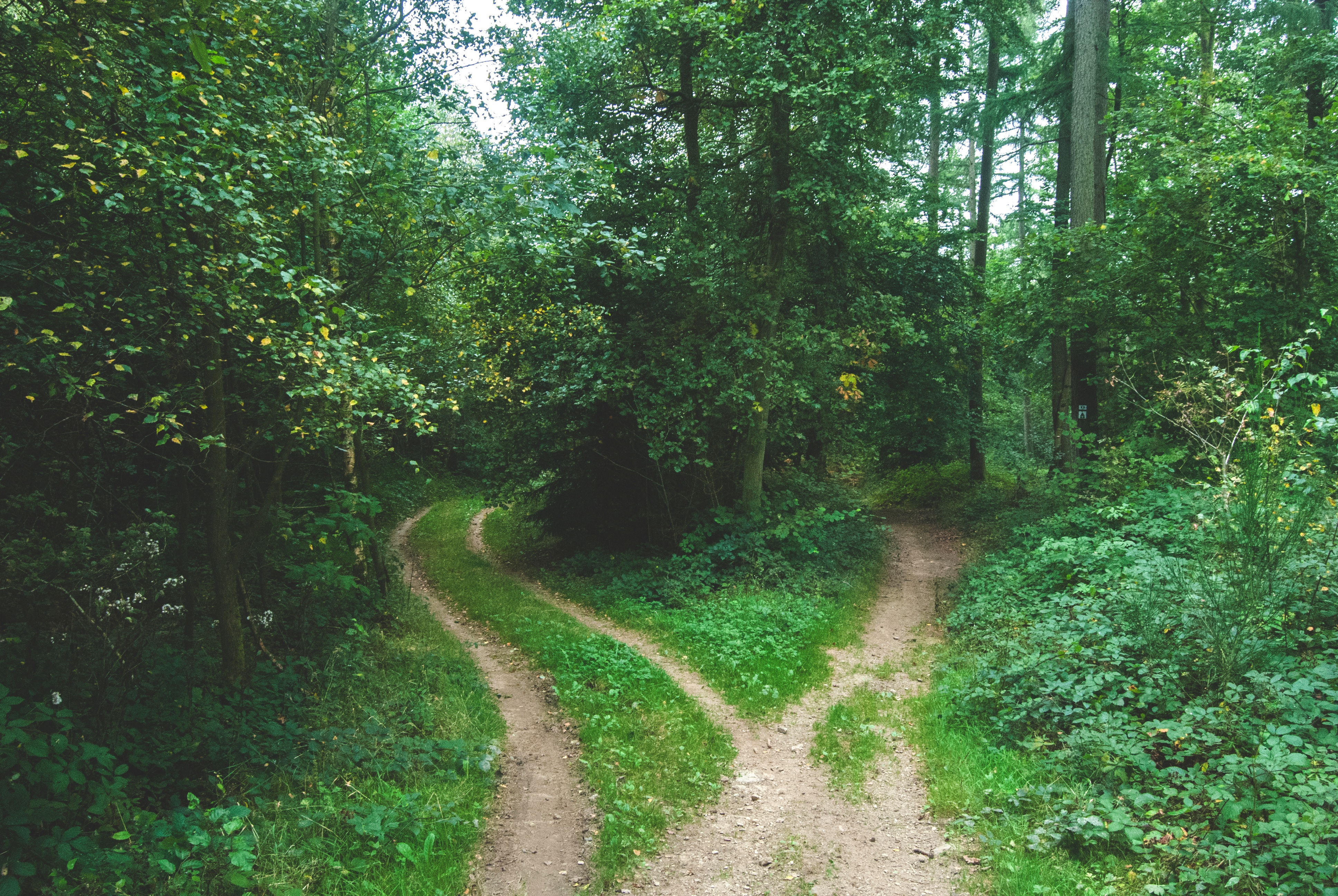 Free photo An old road through the woods