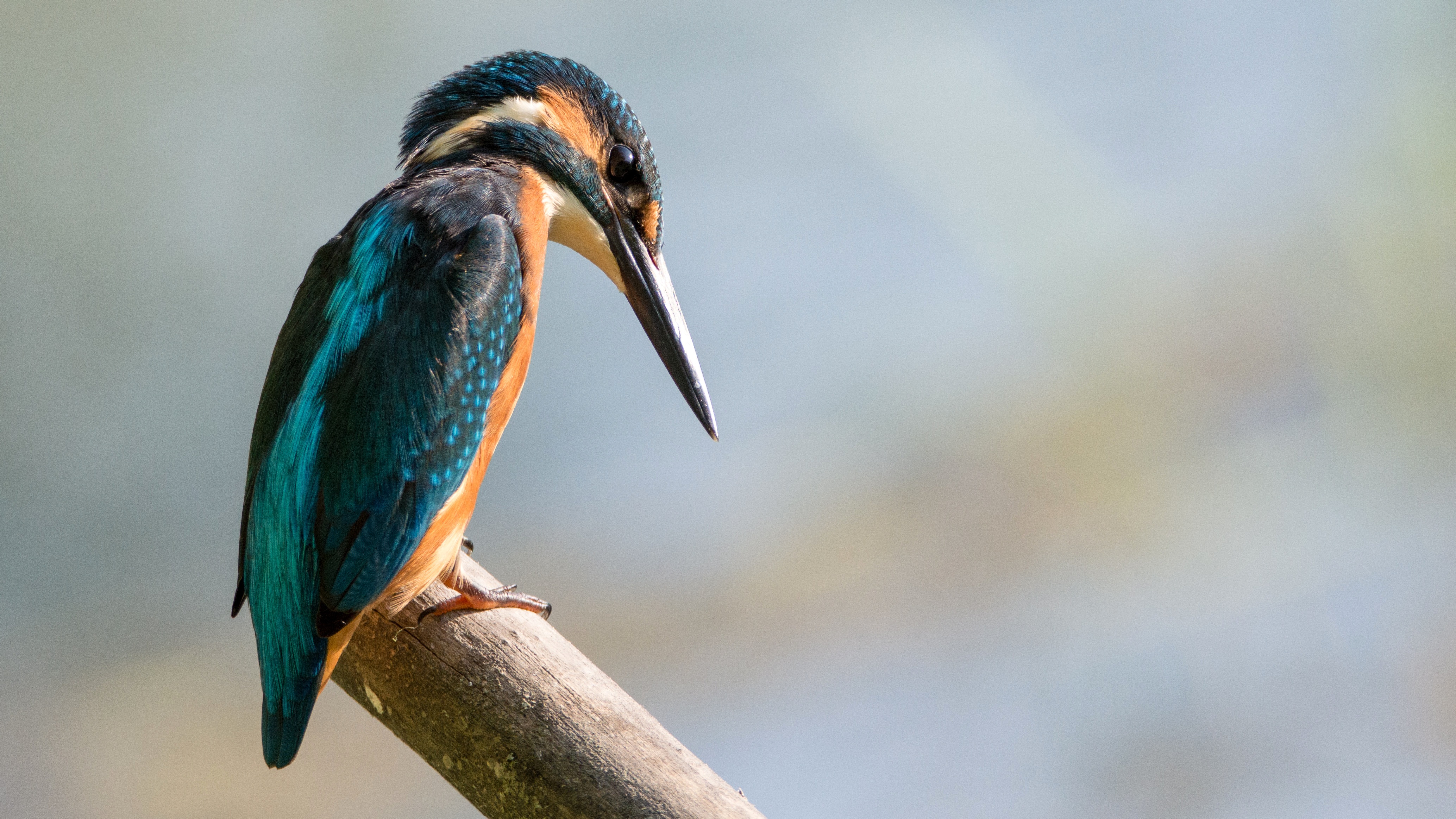 Free photo A kingfisher looks down sitting on a branch.