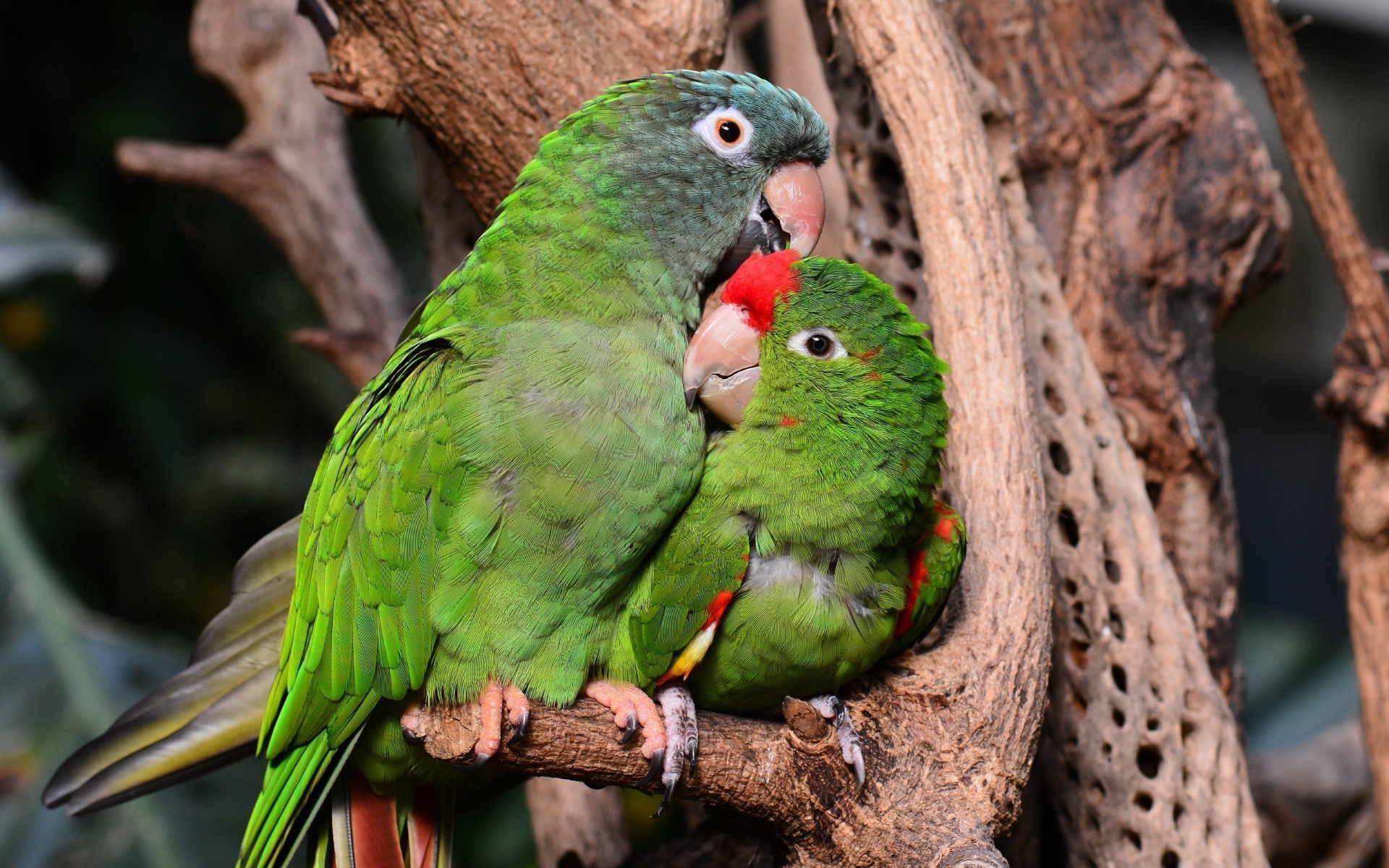 Обои птицы попугай ветвь на рабочий стол
