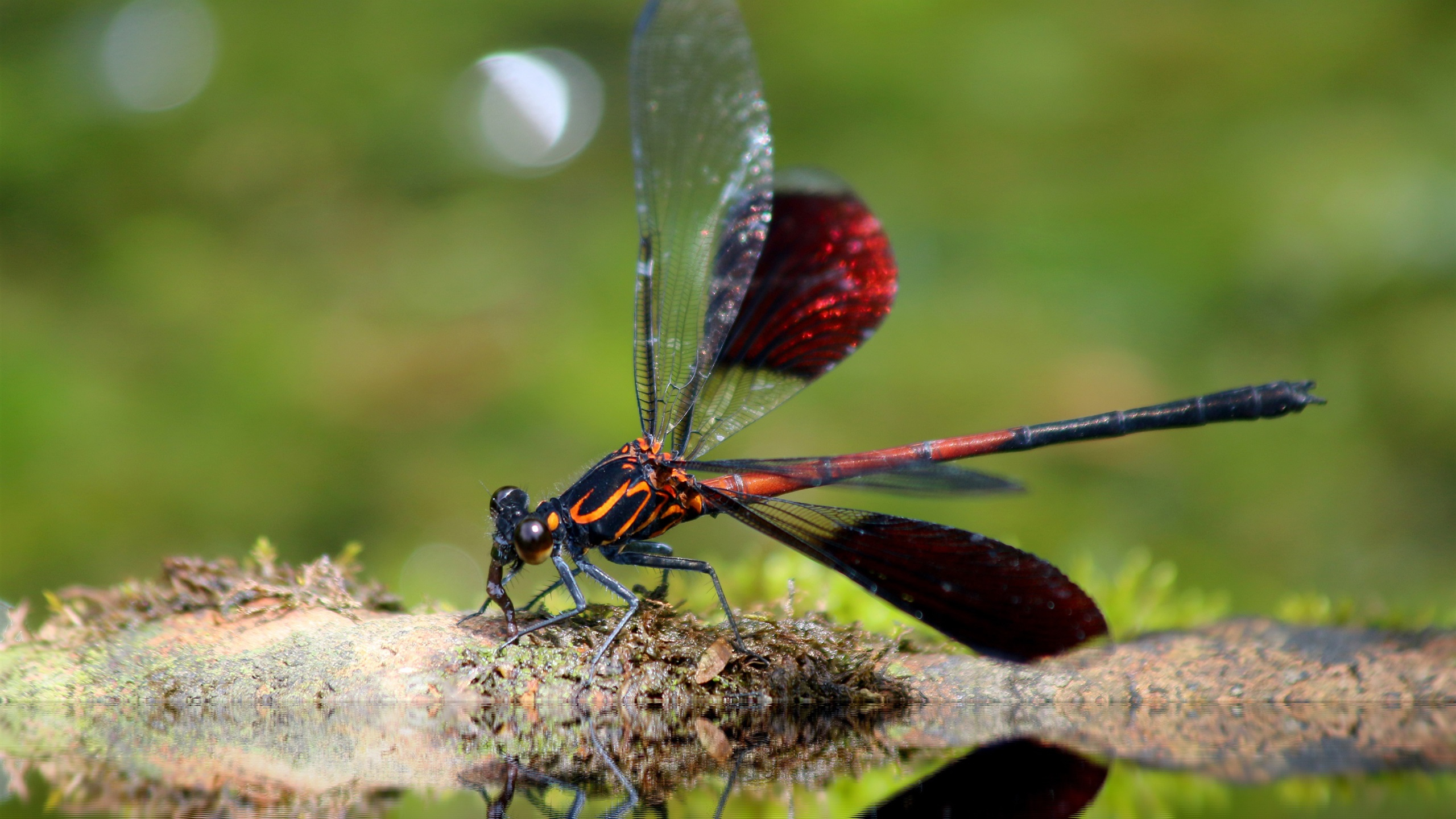 免费照片河岸上一只亮黑色和橙色相间的蜻蜓