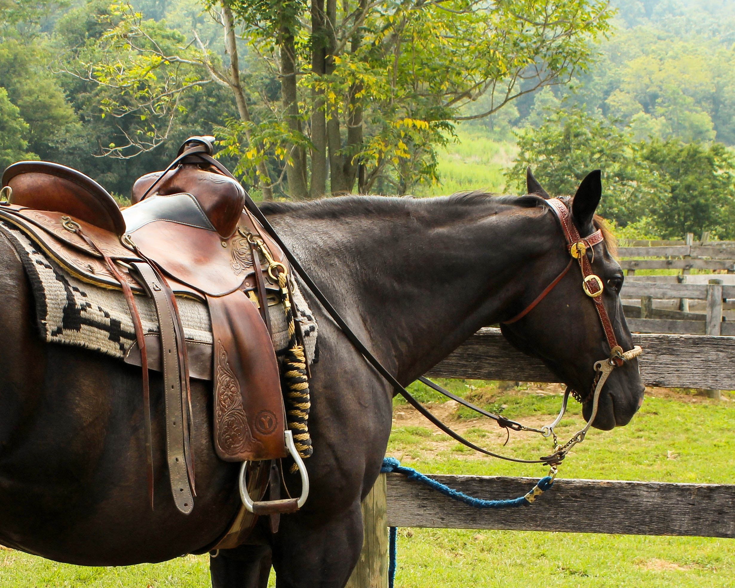 Free photo Horse trained for riding