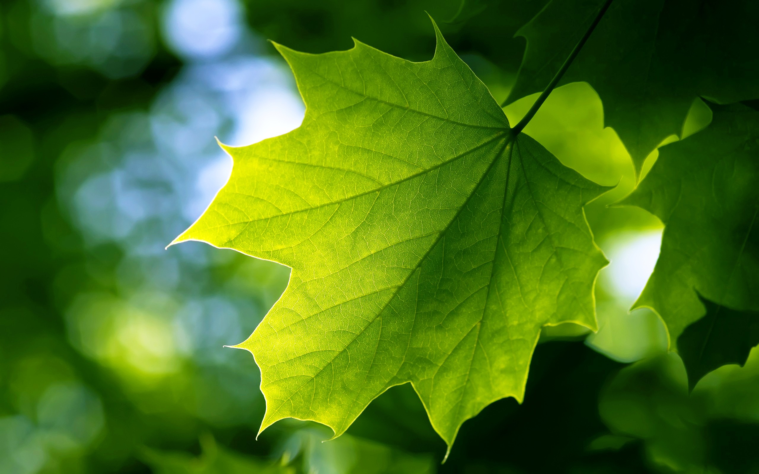 Wallpapers Maple green leaves on the desktop