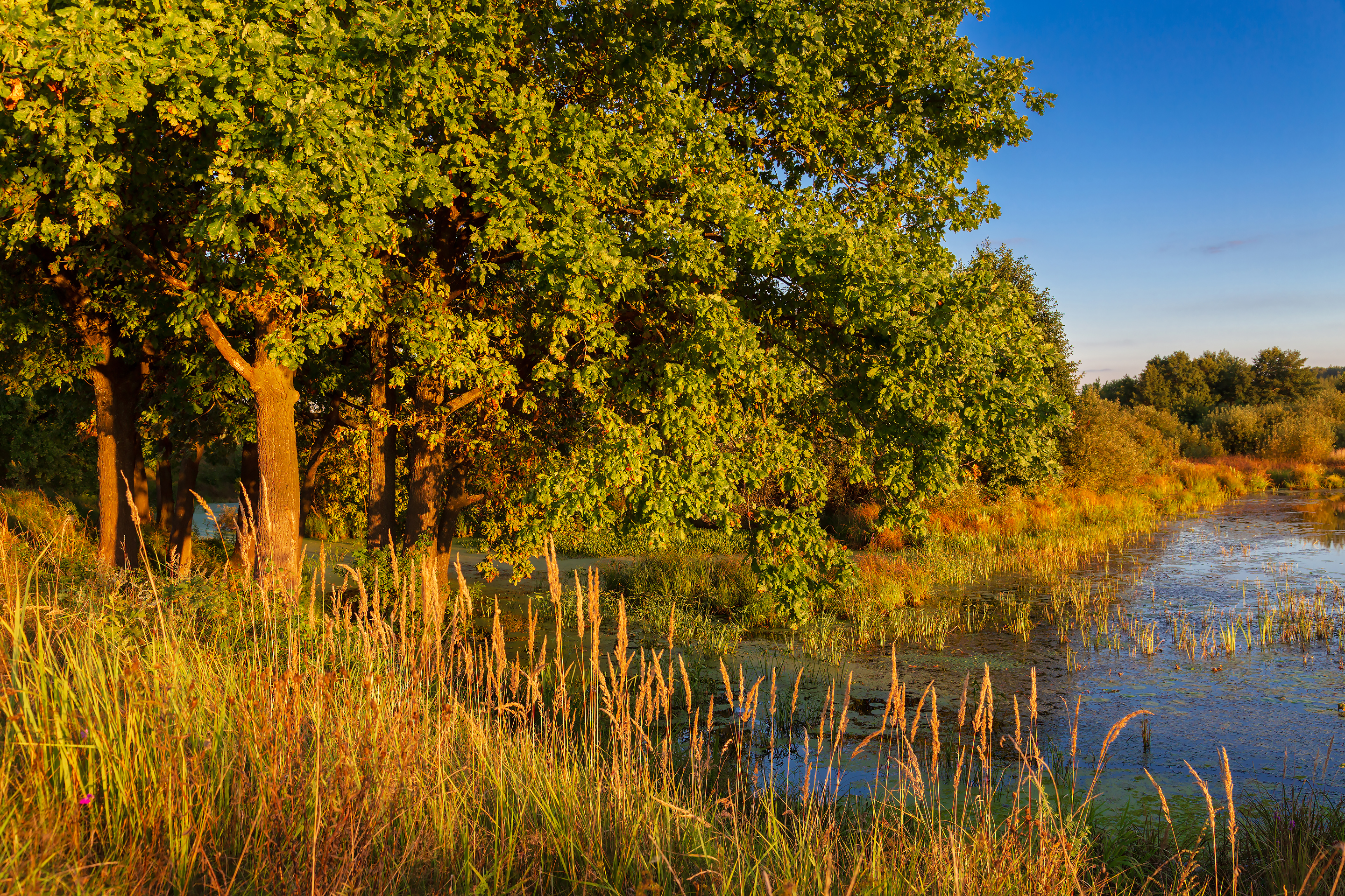 Природа в конце лета