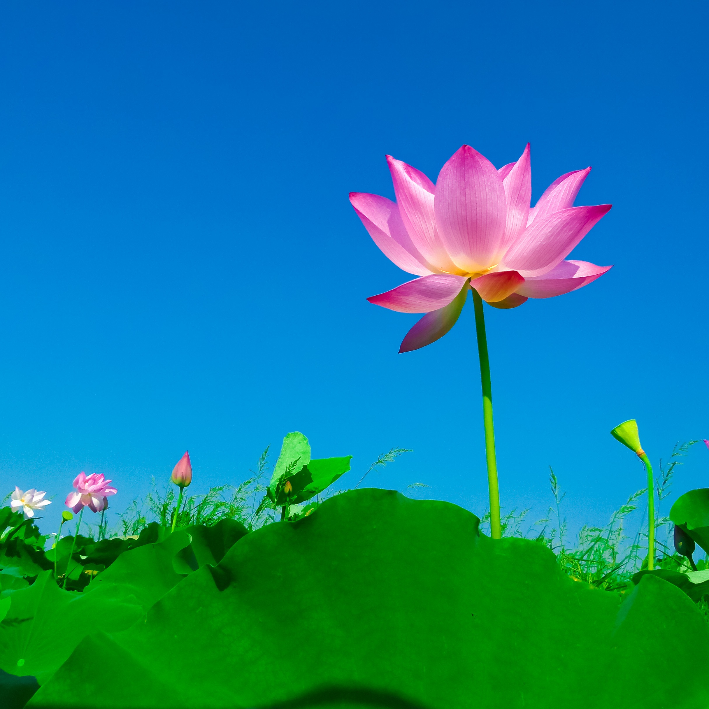 Wallpapers nature blossom plant on the desktop