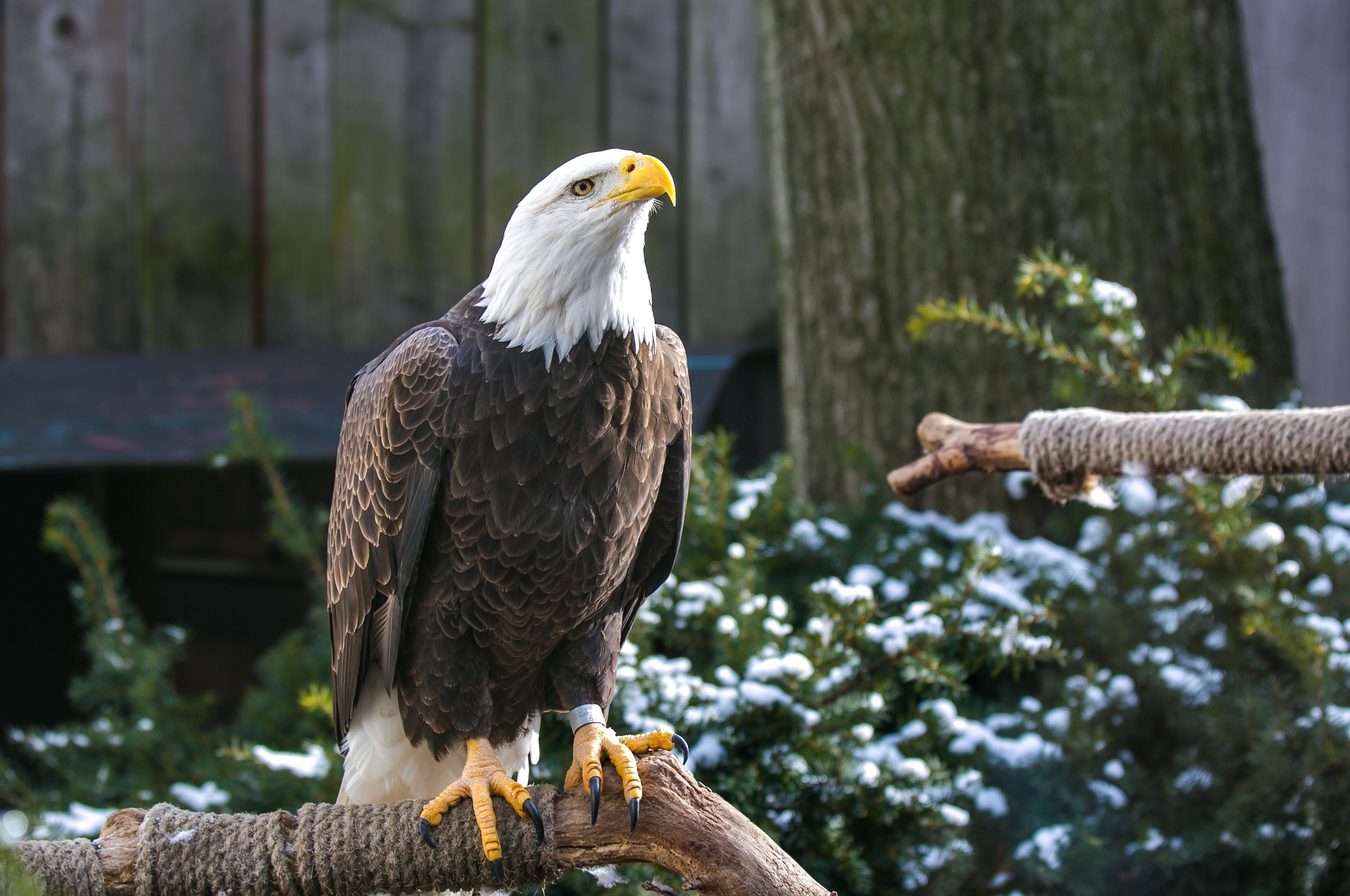 Free photo Bald eagle