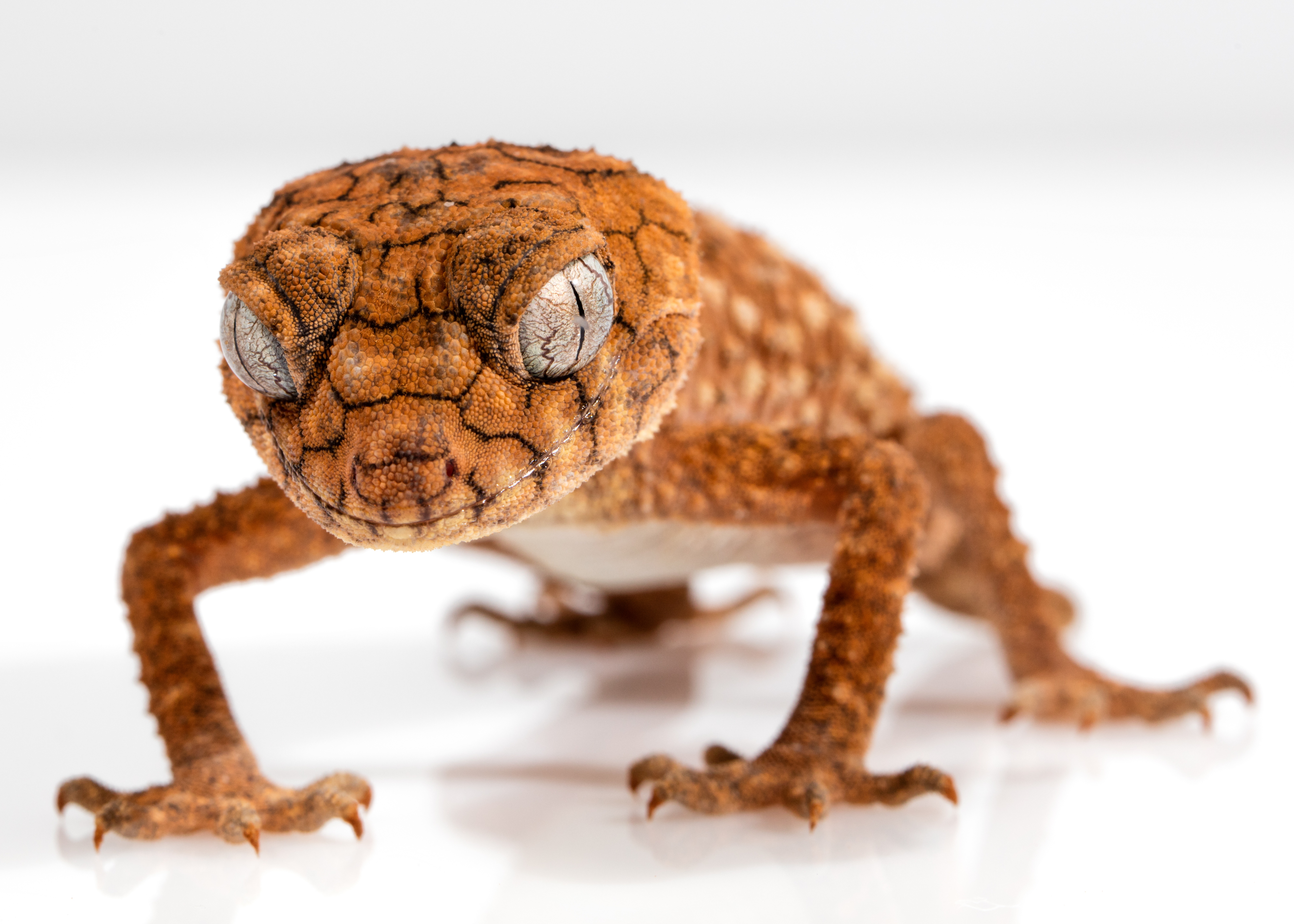 Free photo Gecko Lizard