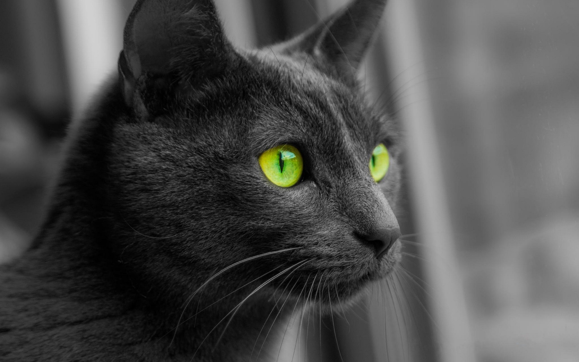 桌面上的壁纸动物 猫咪 绿眼睛