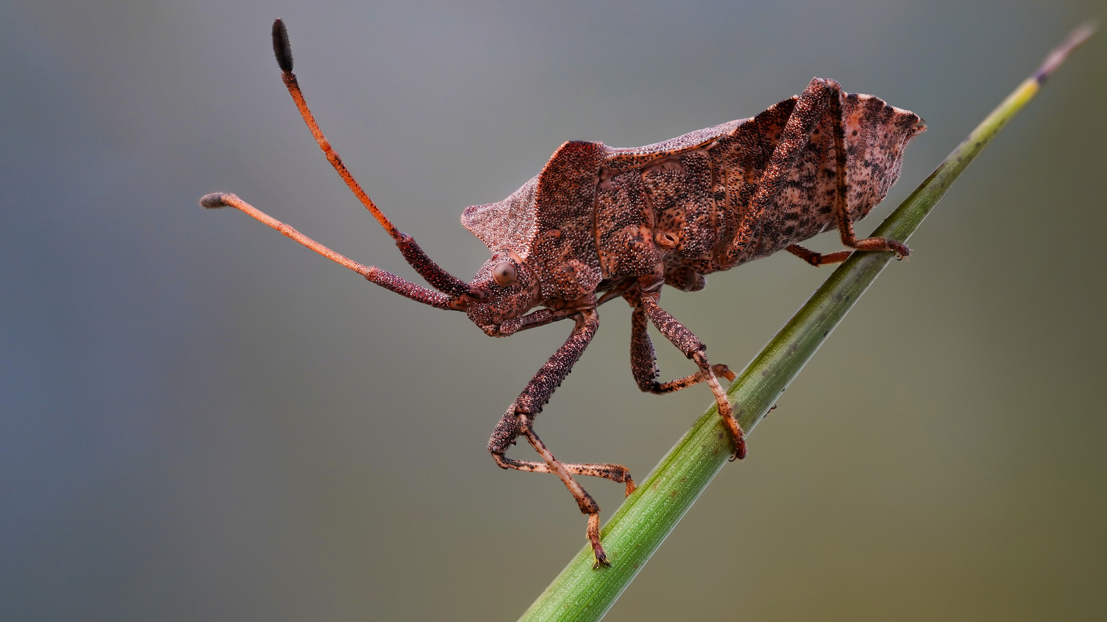 桌面上的壁纸臭虫 宏观 大自然
