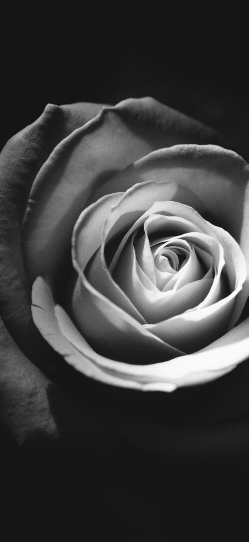Бесплатное фото Роза на черно-белом снимке