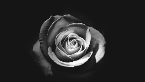 Бесплатное фото Роза на черно-белом снимке