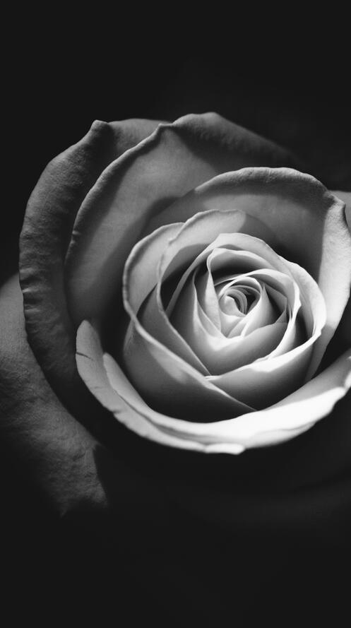 Бесплатное фото Роза на черно-белом снимке