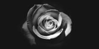 Роза на черно-белом снимке