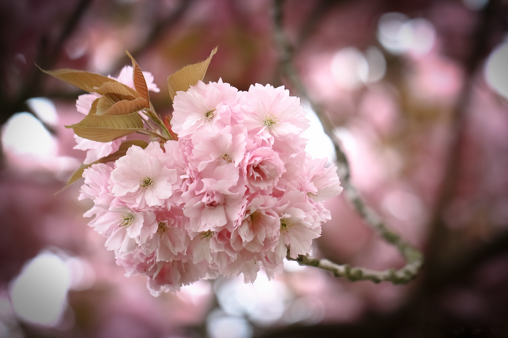 Free photo Sakura twig