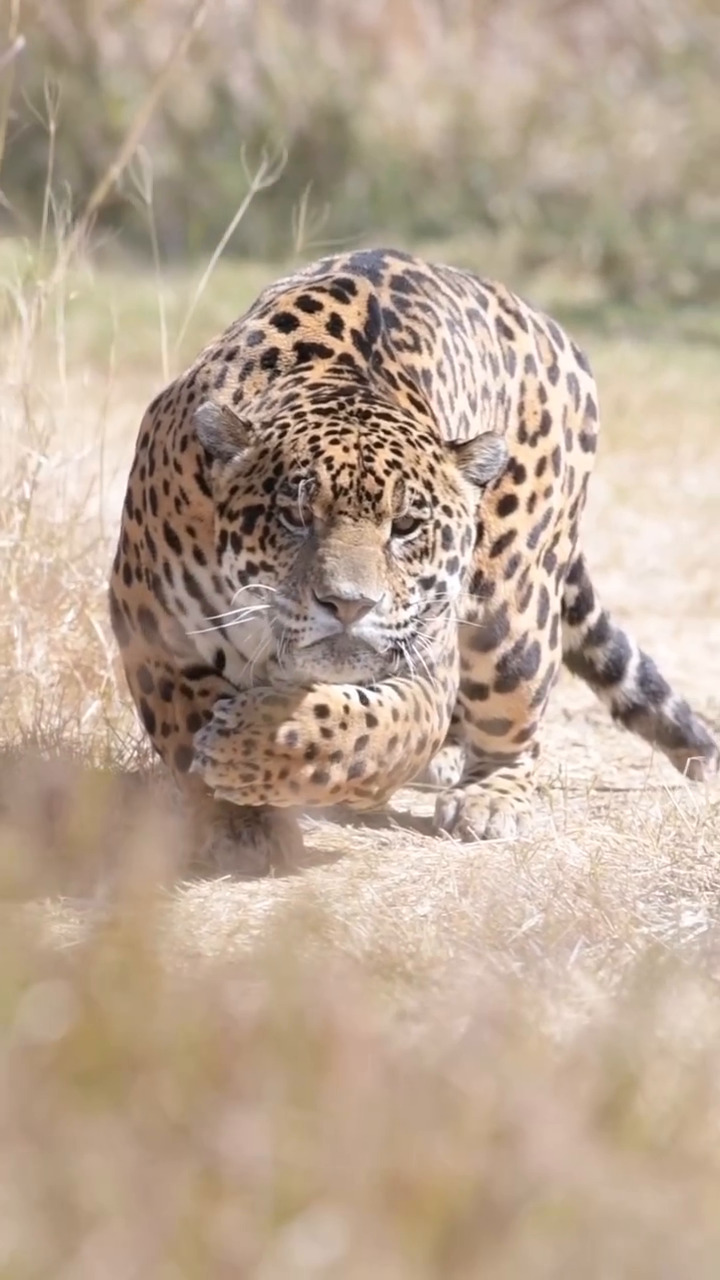 Бесплатное видео Леопард подкрадывается к добыче