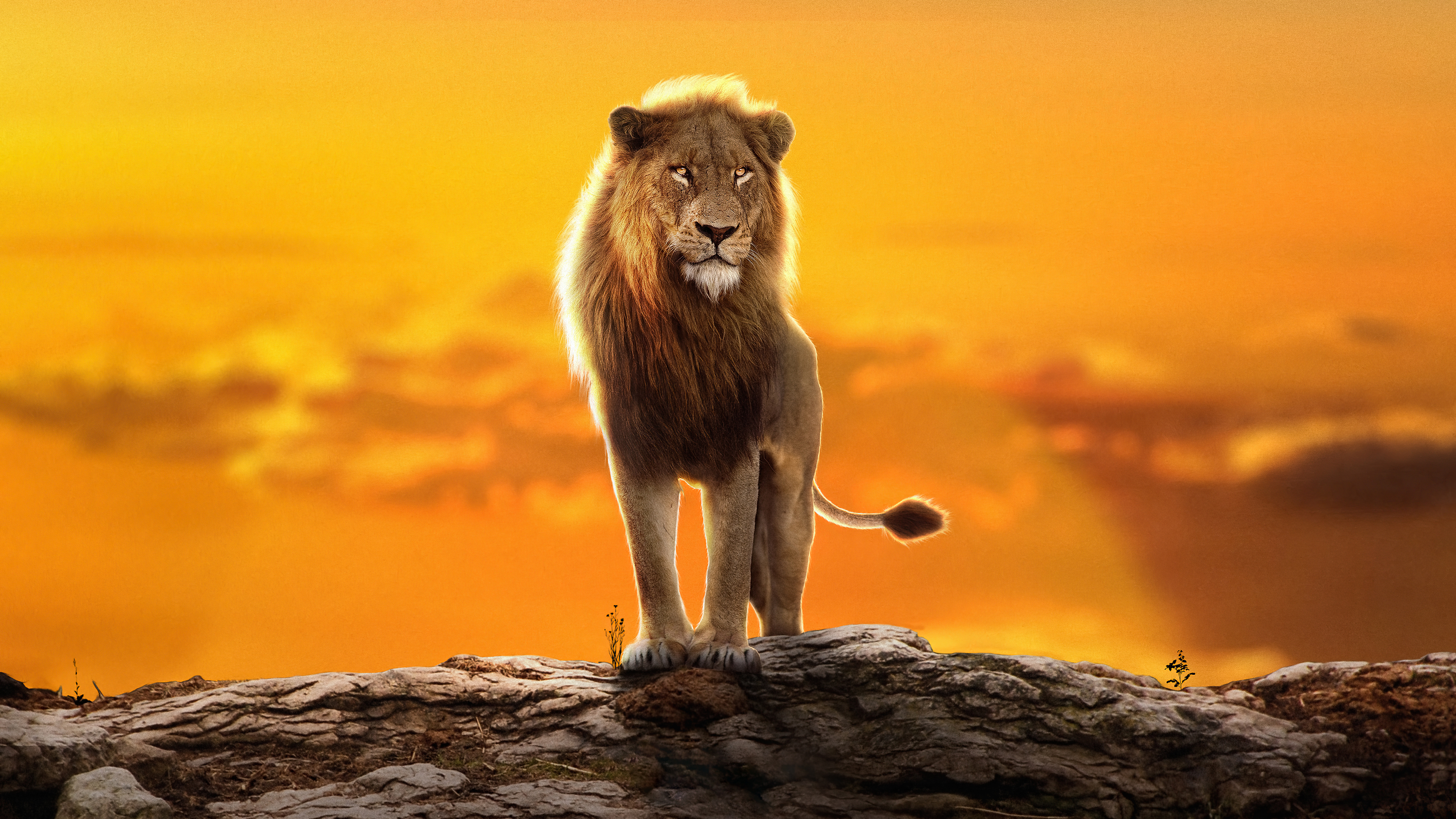 狮子王站在夕阳下的削球块上