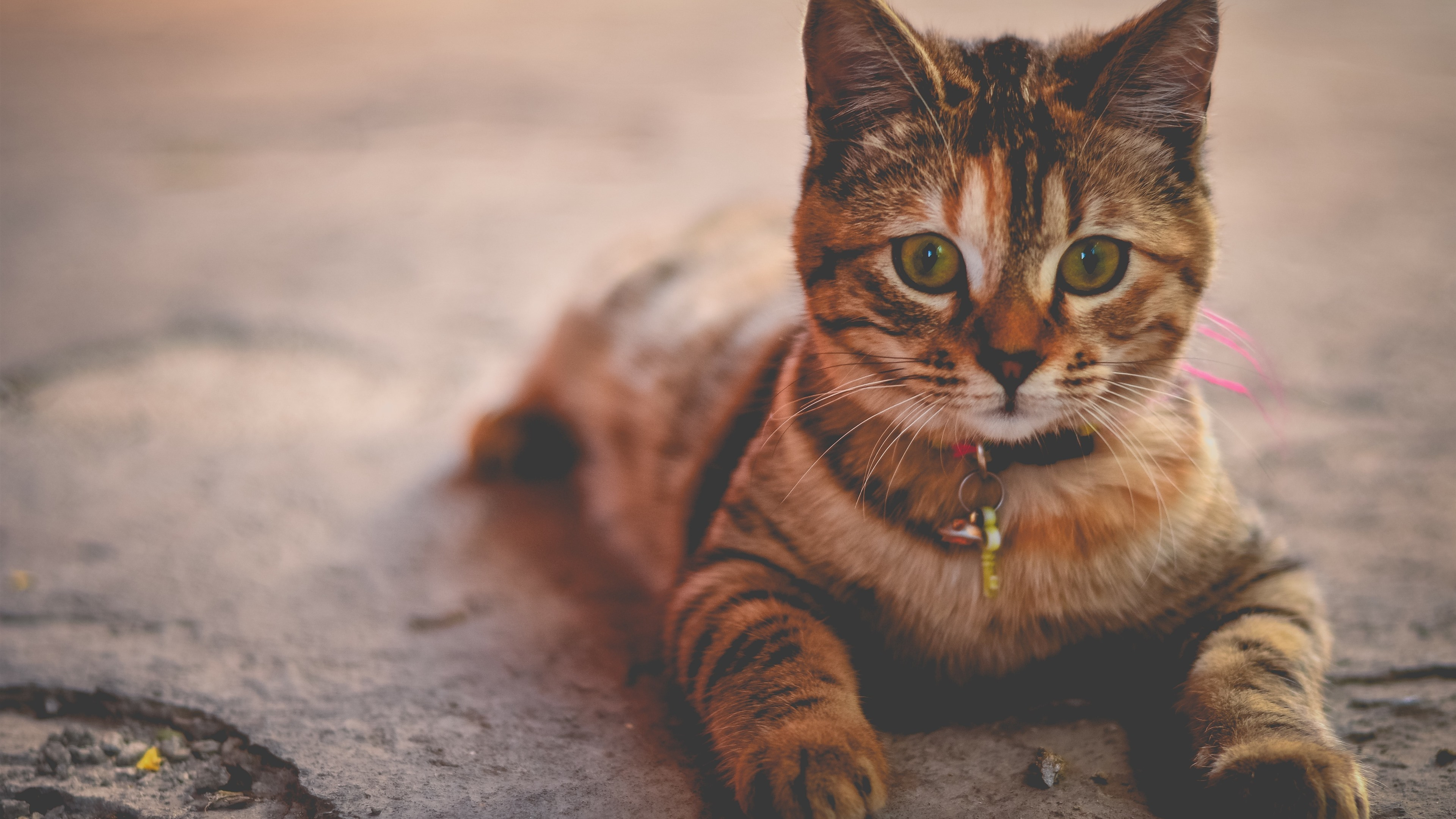 Free photo Cute kitty in a collar