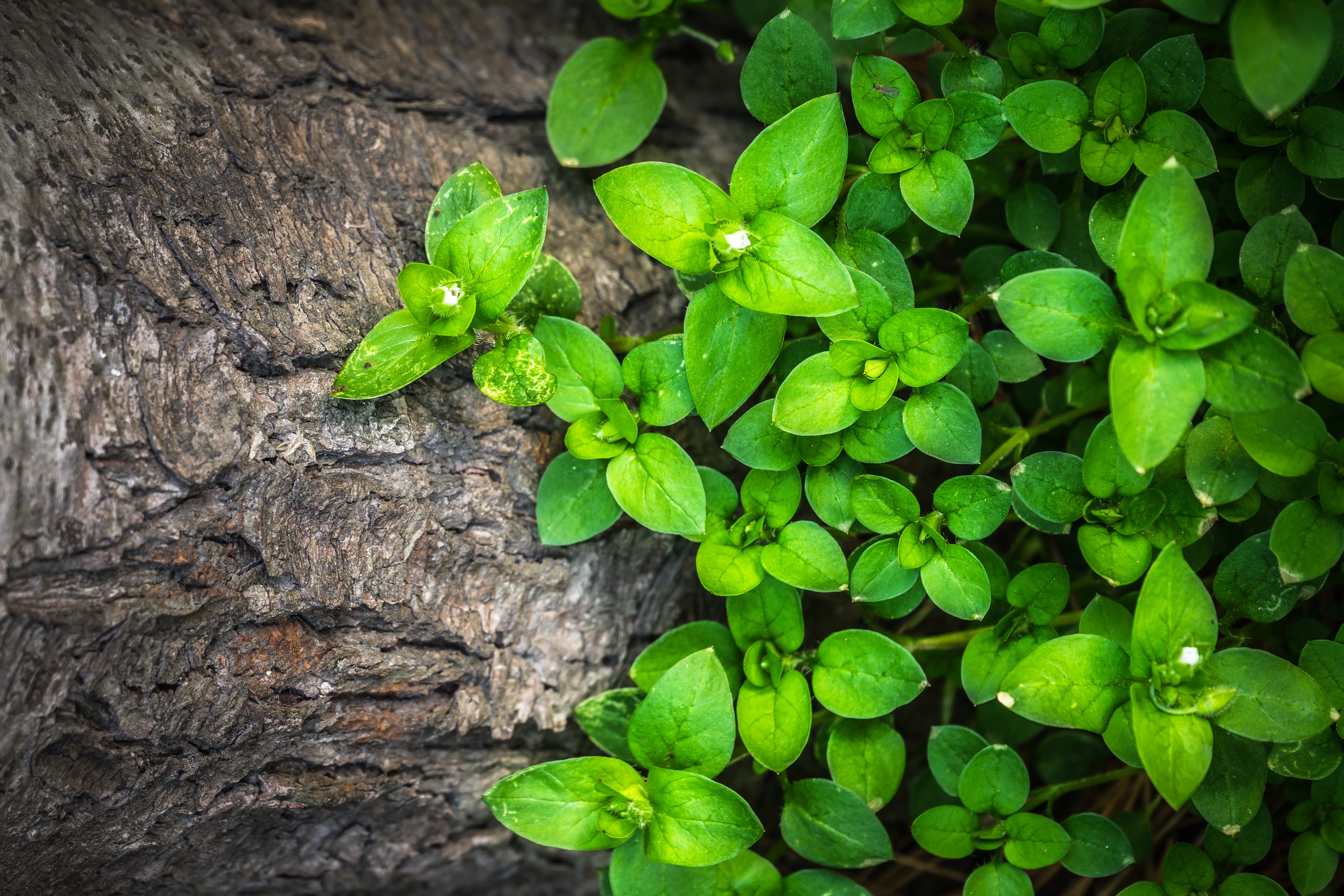 Wallpapers green leaves herbs annual plant on the desktop