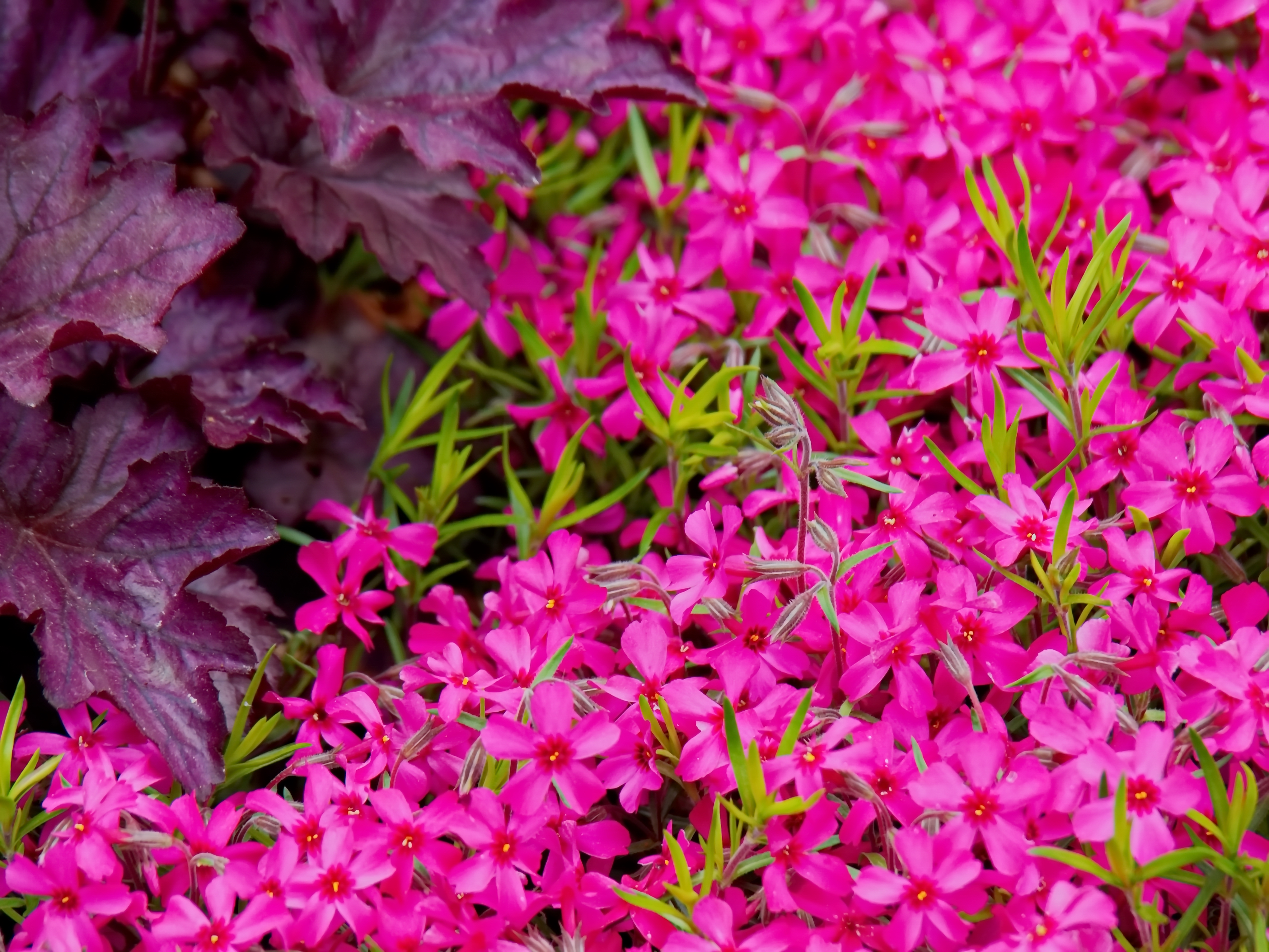 A shrub of pink little flowers
