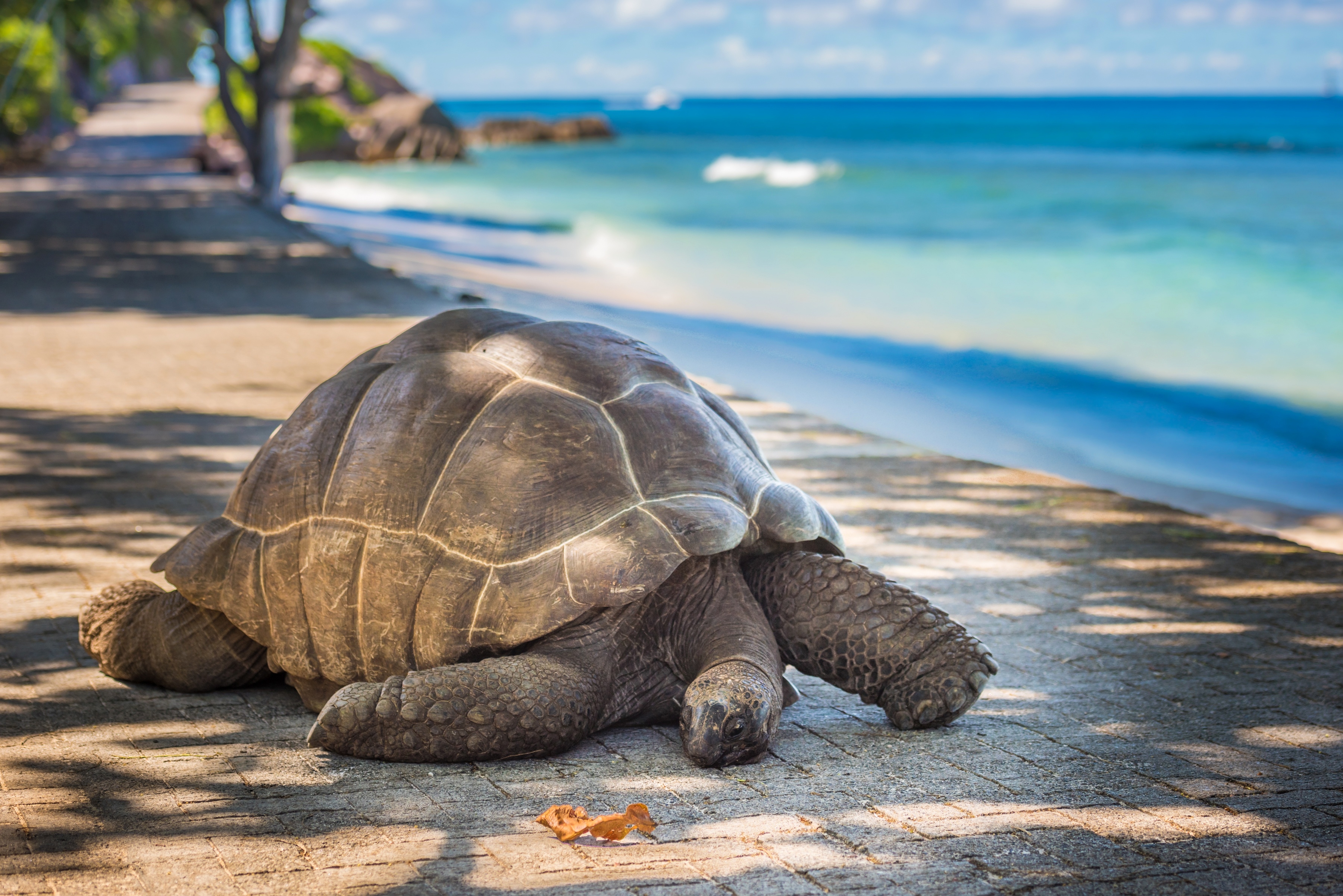 A land turtle crawls along a footpath with the sea as a backdrop