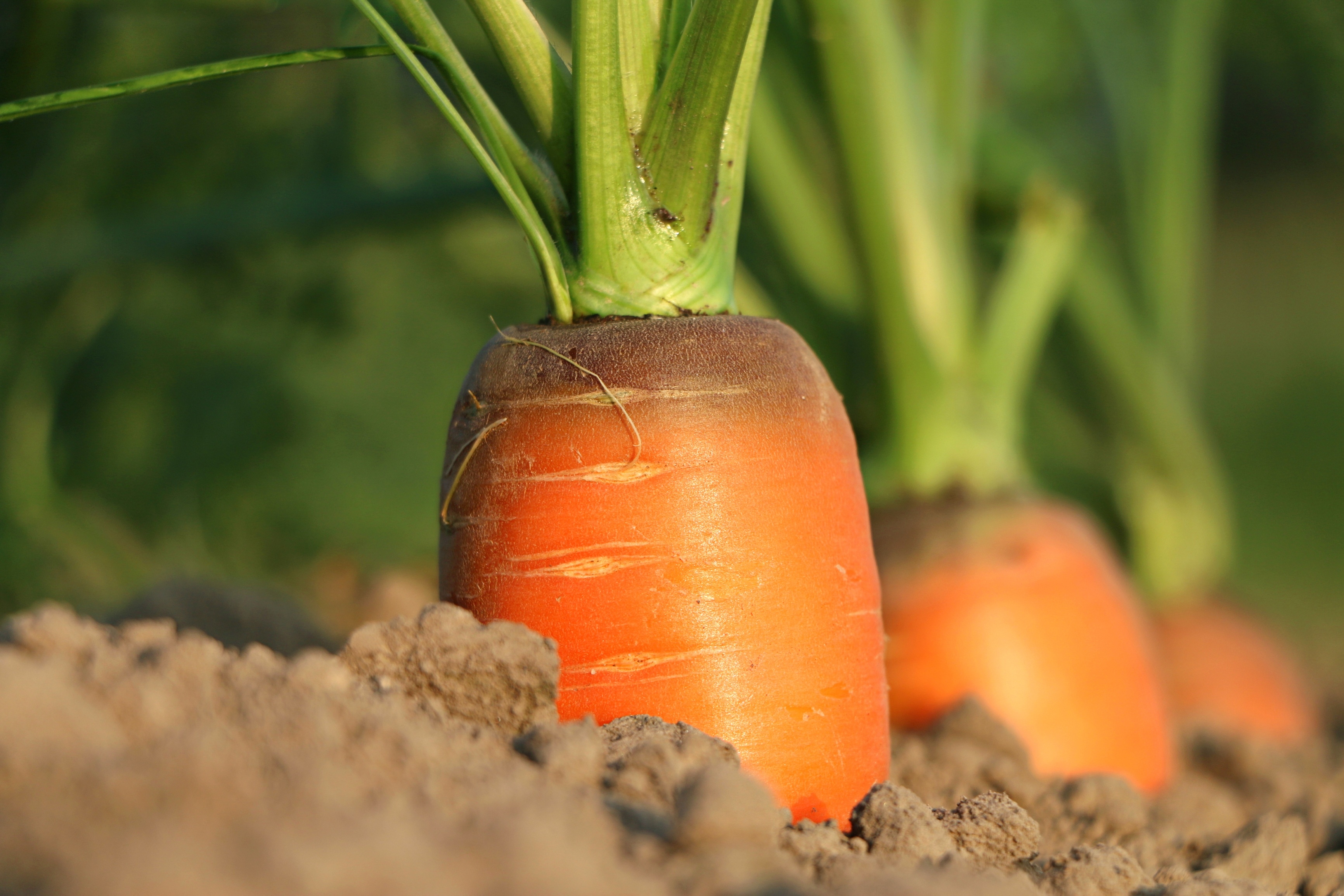 Free photo Carrots sticking out of the ground