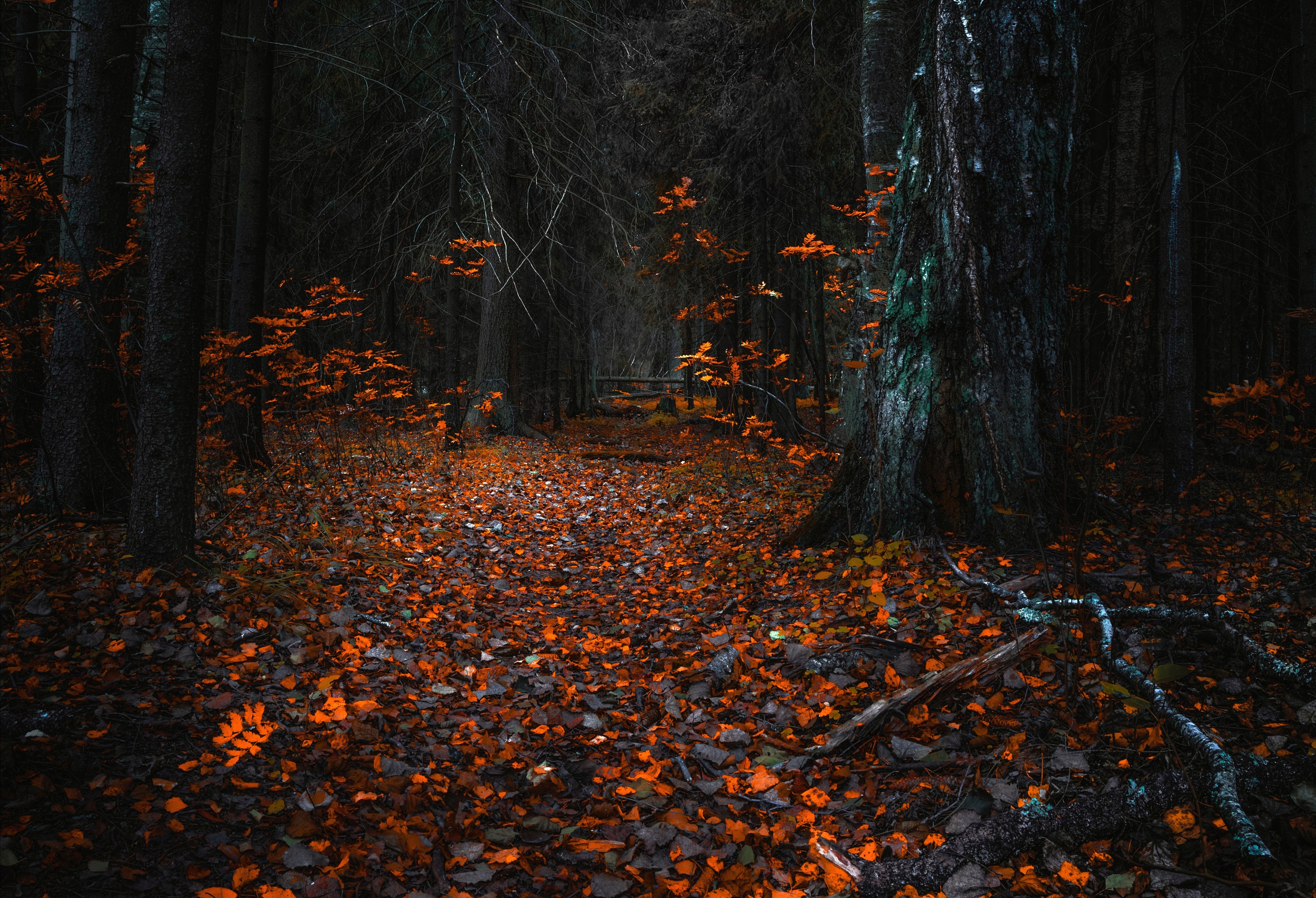 Fallen dry leaves in a gloomy forest