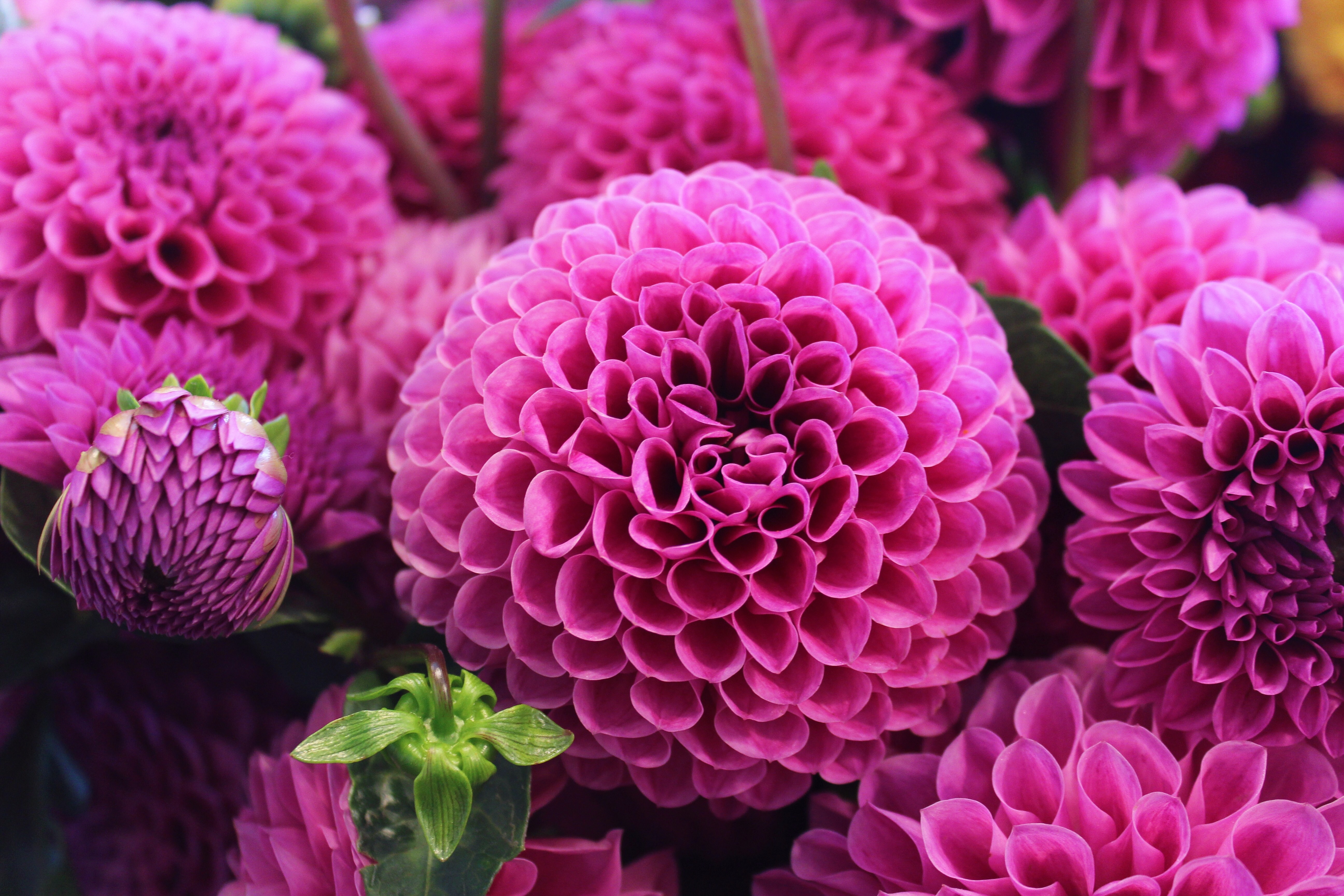 Free photo Pink dahlia buds