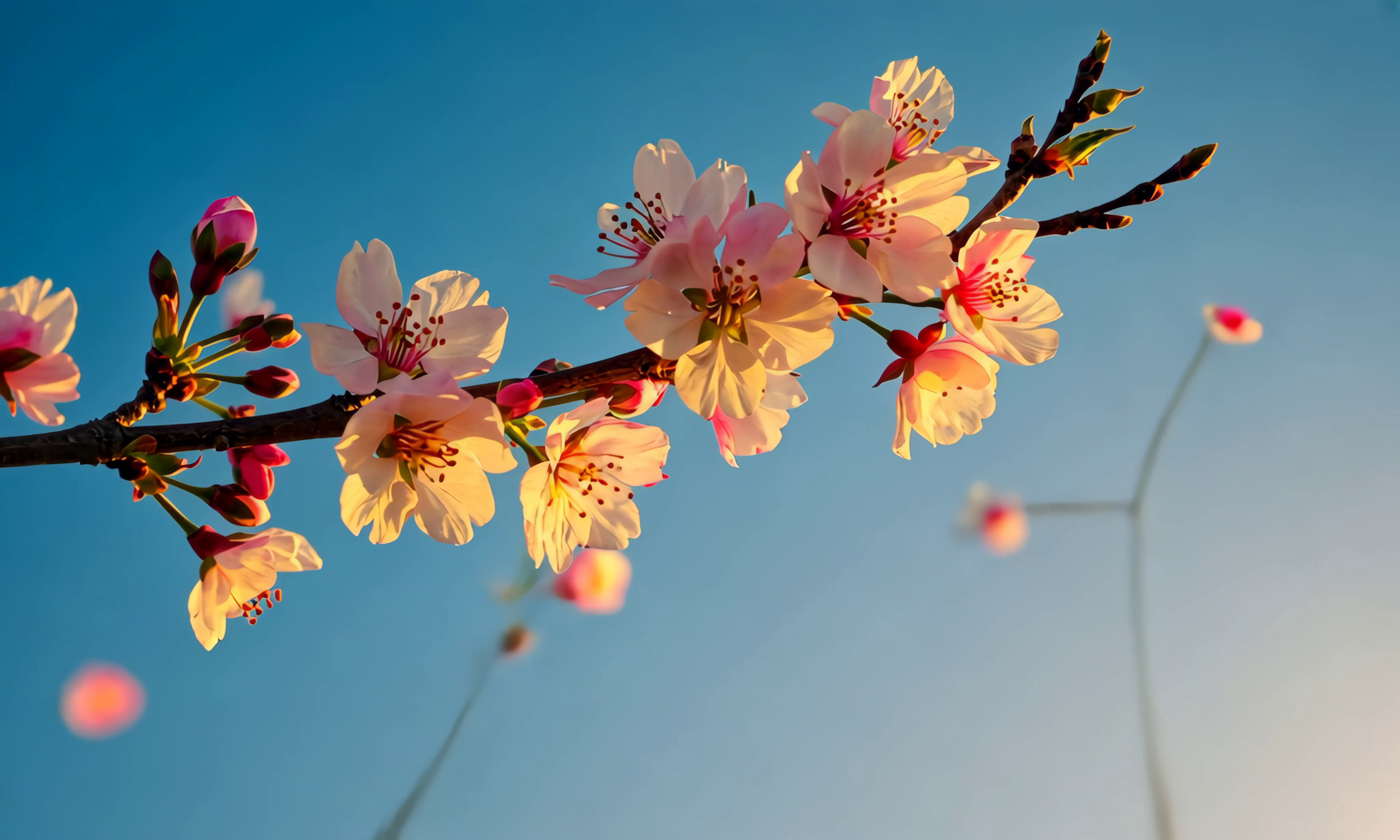 免费视频樱花枝条在春风中摇曳