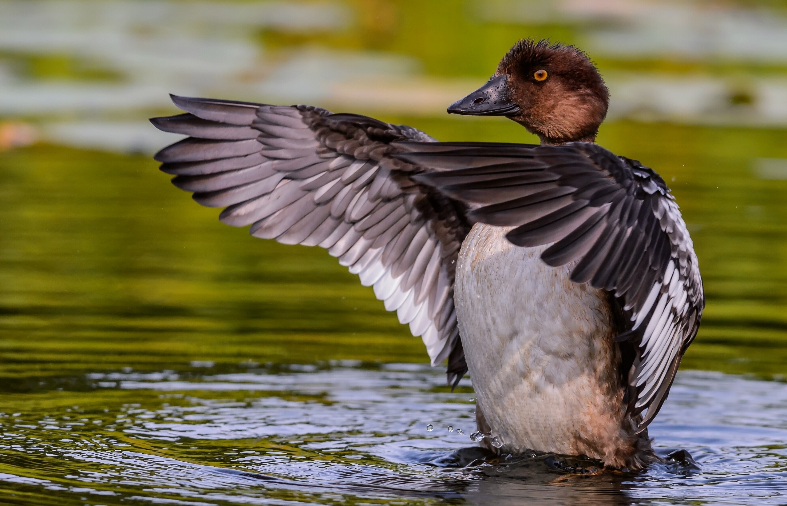 Free photo A duck touched the water while flying