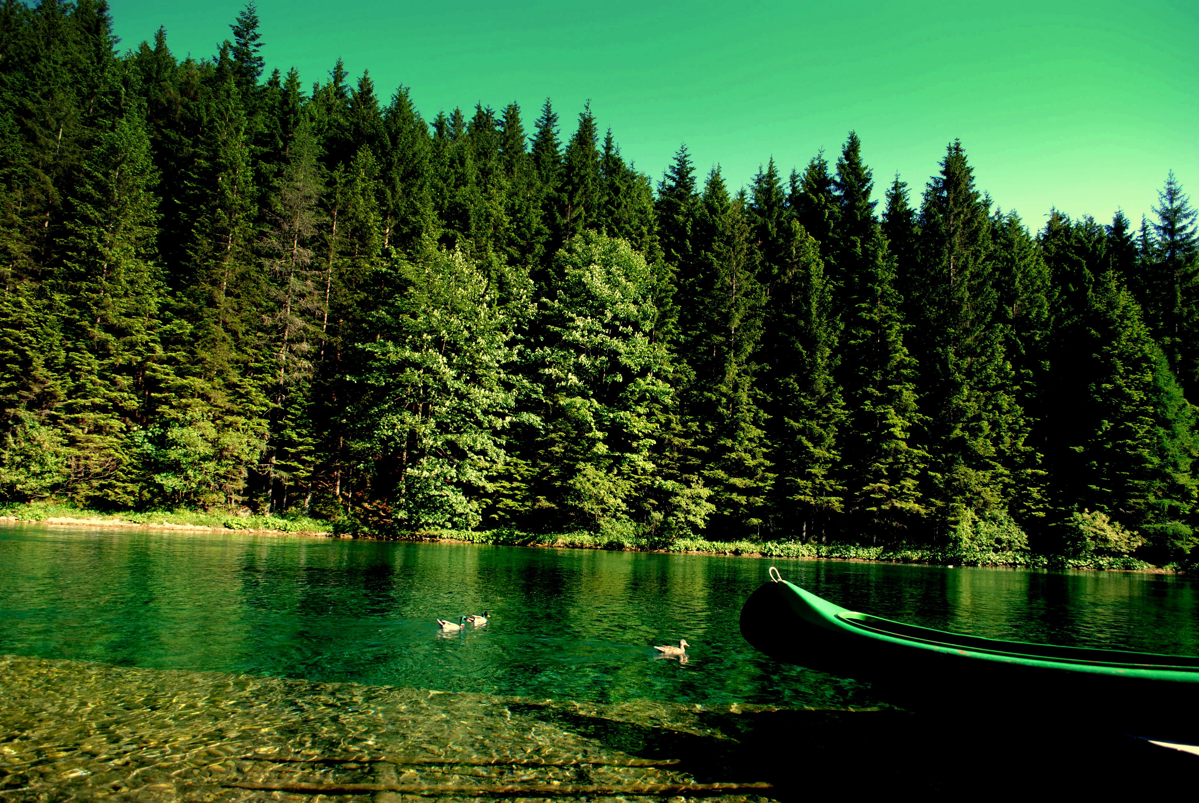 Wallpapers forest river boat on the desktop