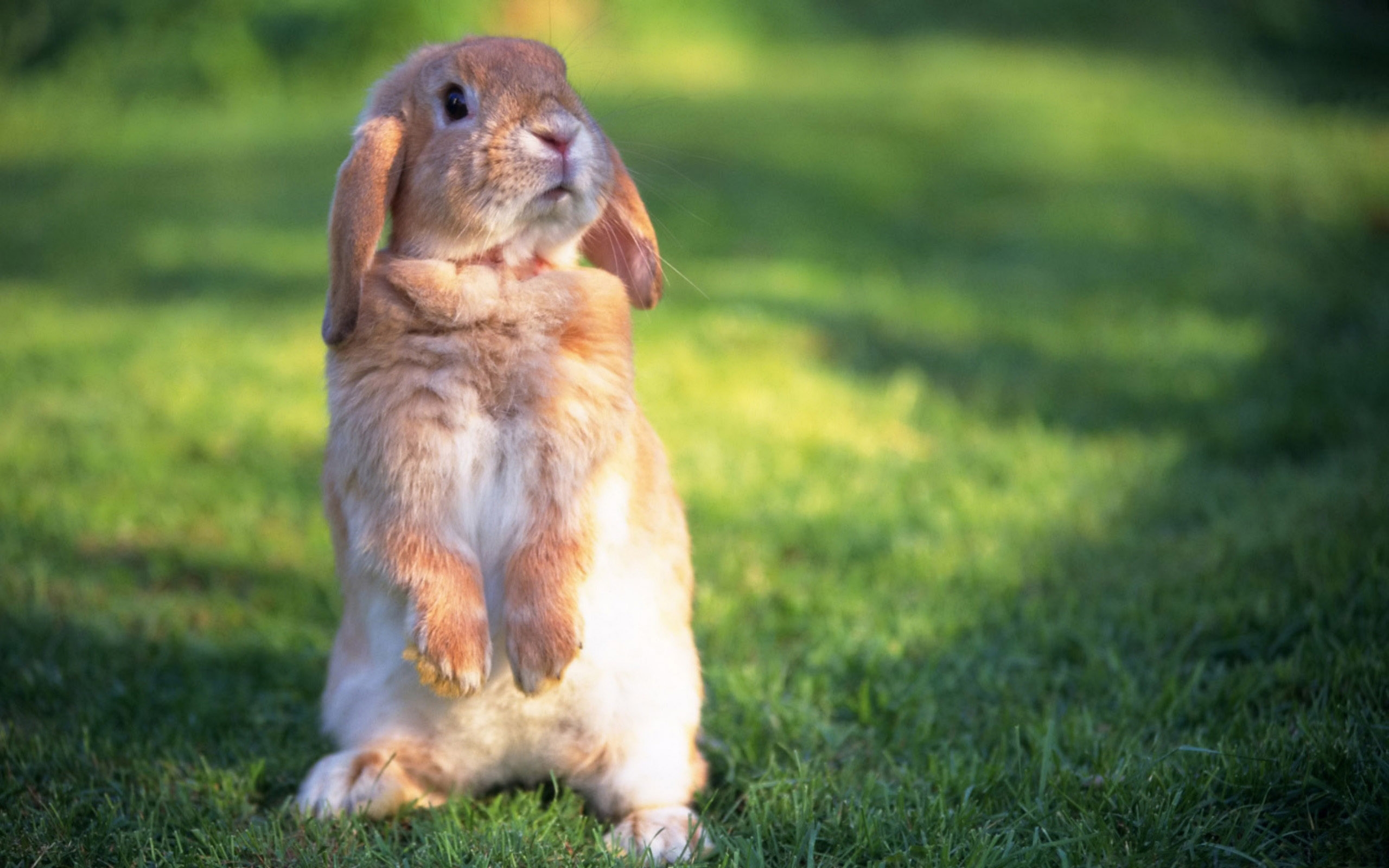 Bunny stands on his hind legs.