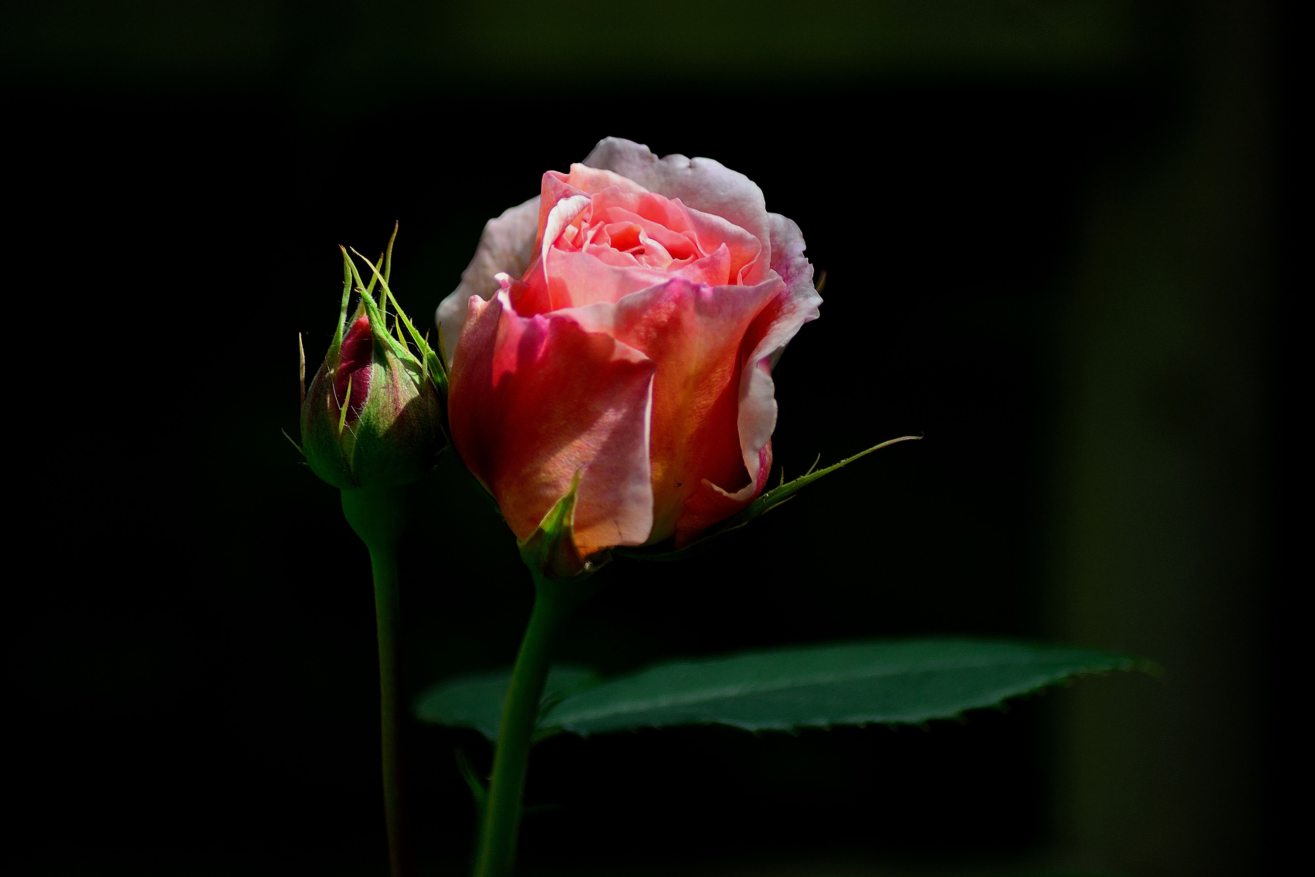 Обои роза флора бутон розы на рабочий стол