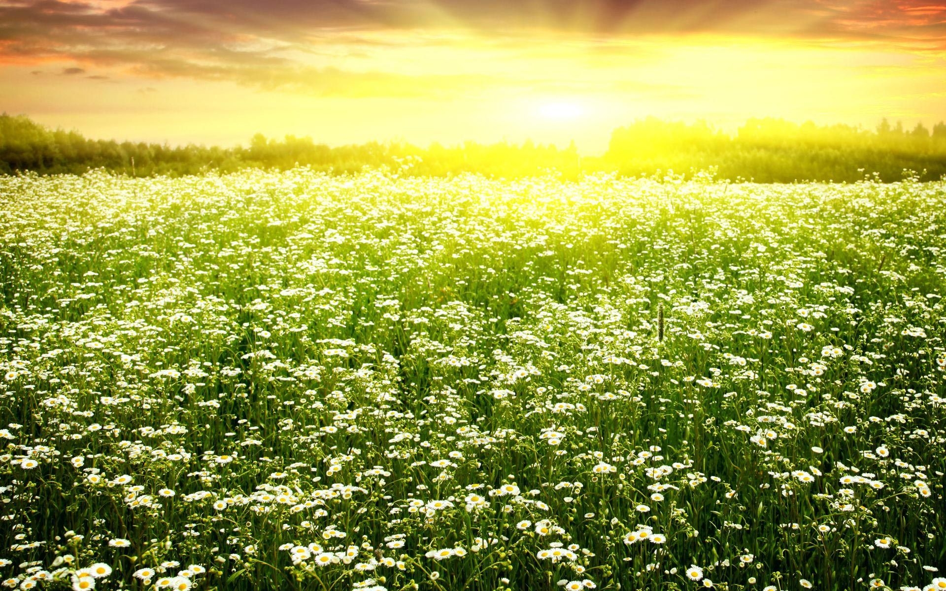 A field of blooming daisies at sunset