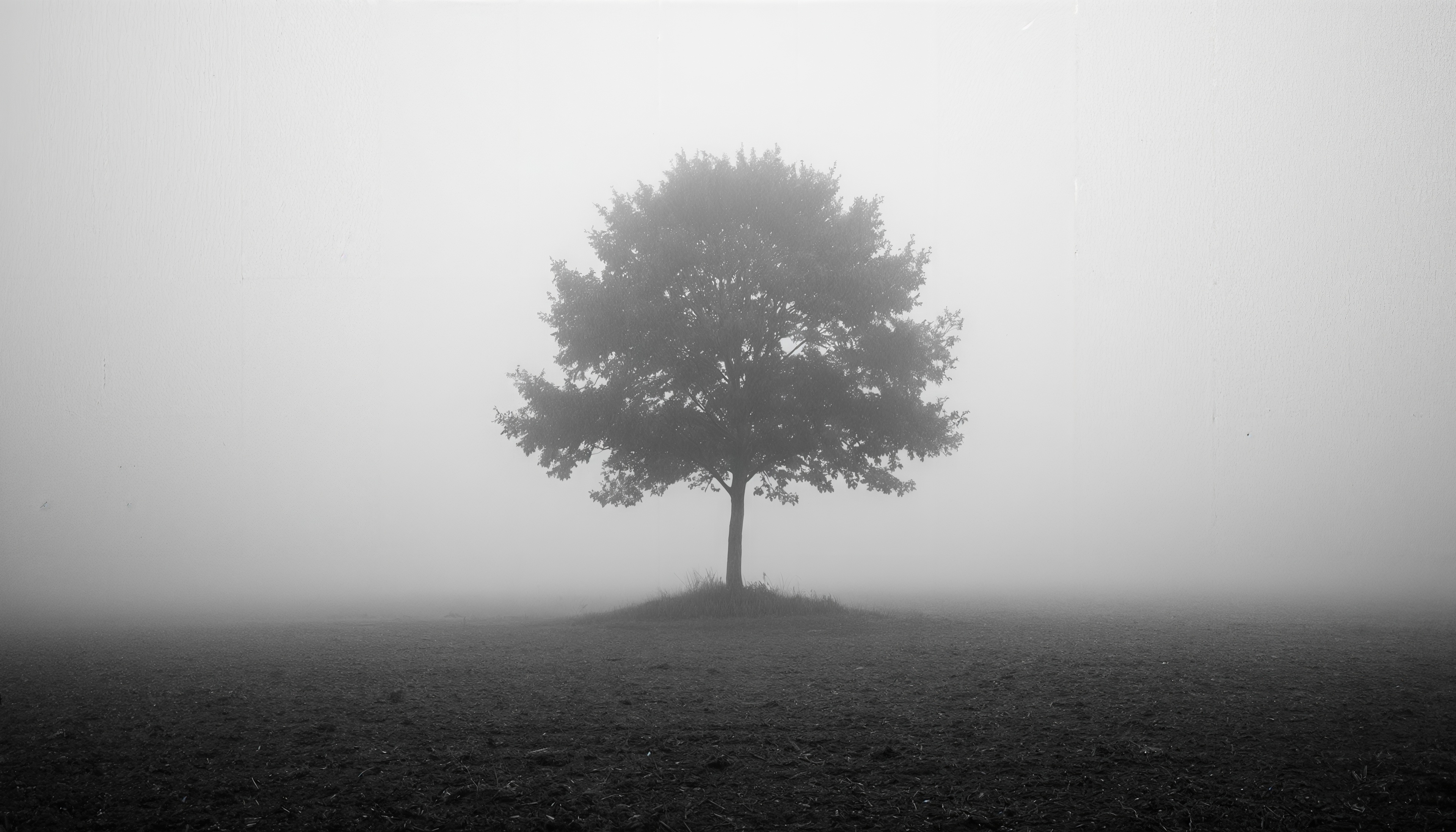 Бесплатное фото Одинокое дерево в густом тумане, словно призрак на пустынном поле.