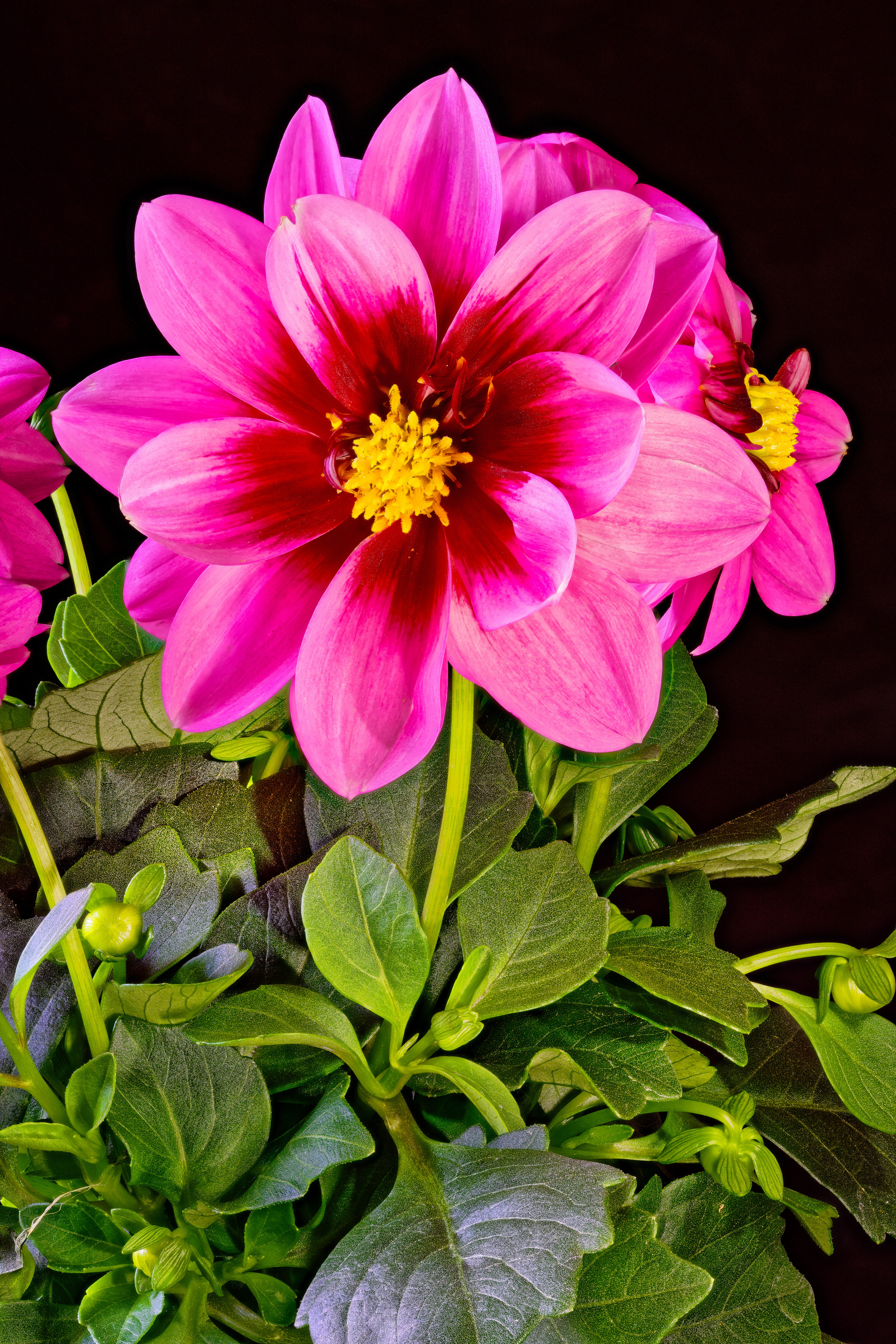 Wallpapers flower pink color dahlias on the desktop