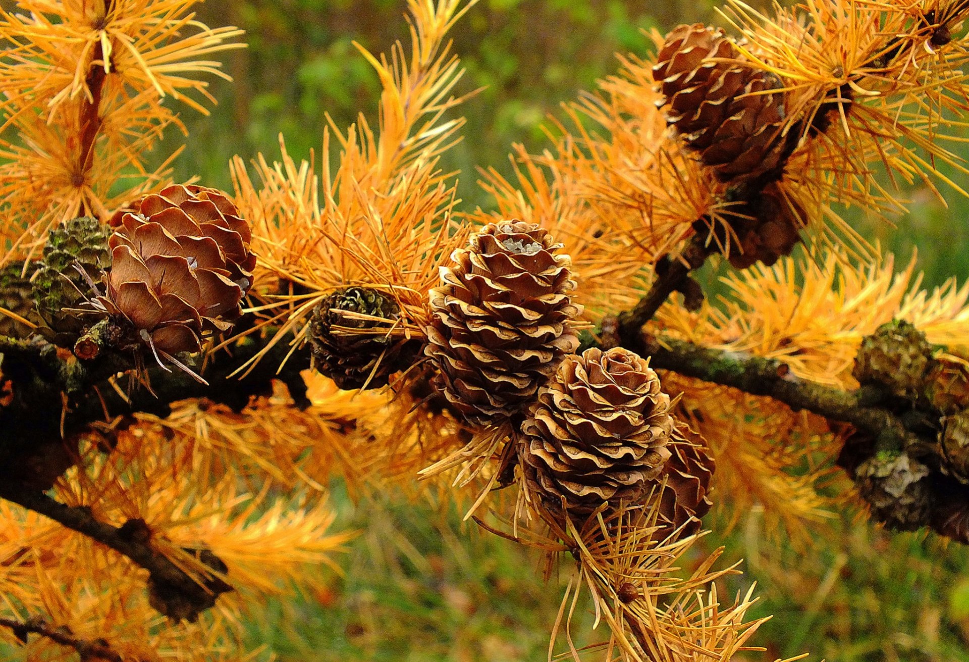 Free photo Cones on cedar branches