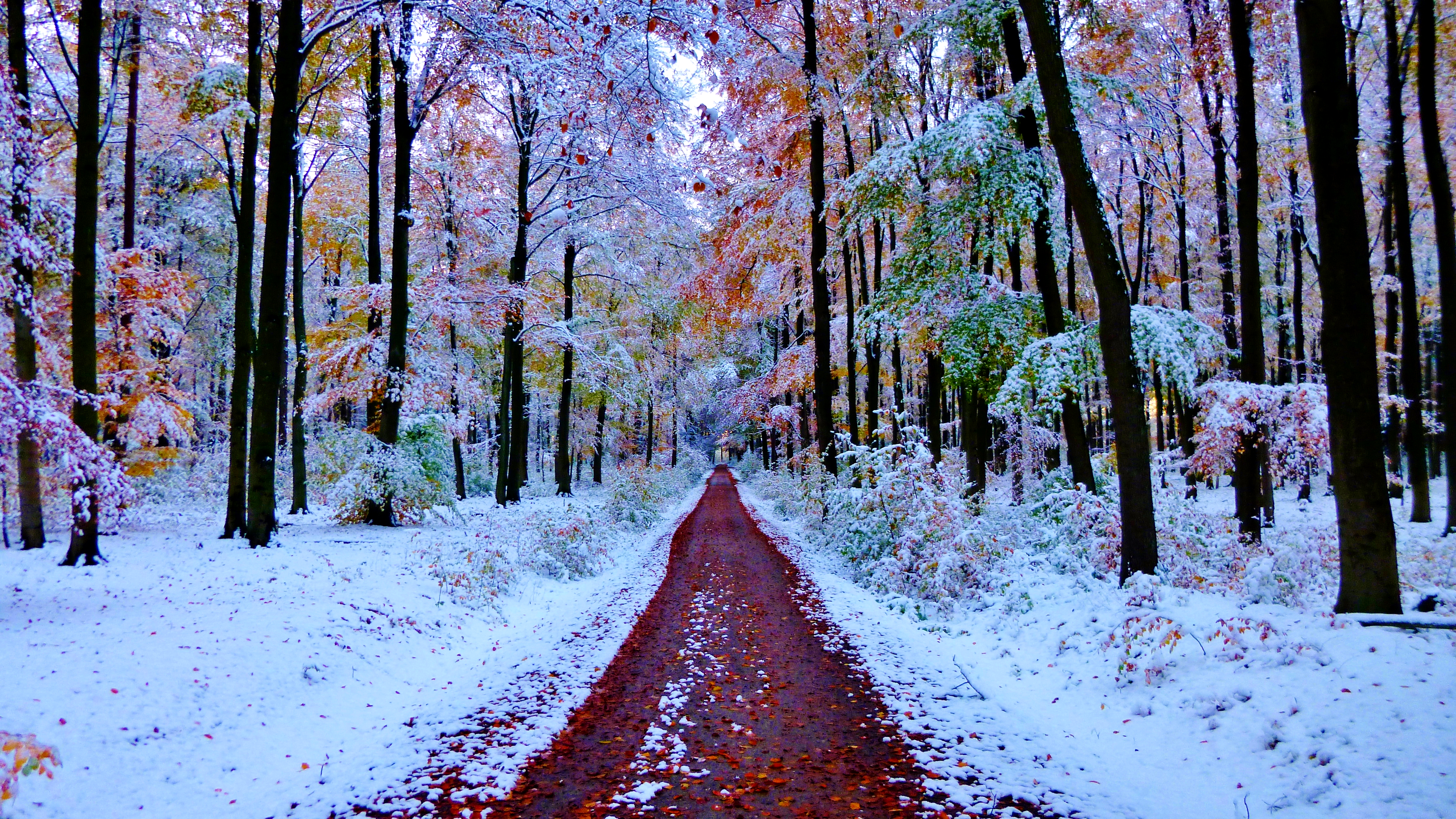 Free photo A long forest road