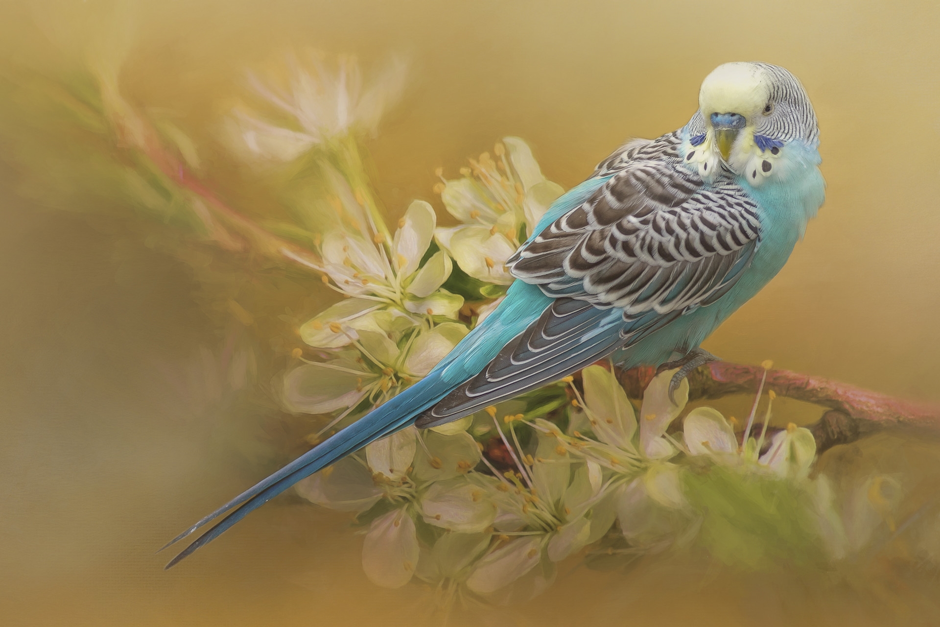 Бесплатное фото Волнистый попугай на цветущей ветке