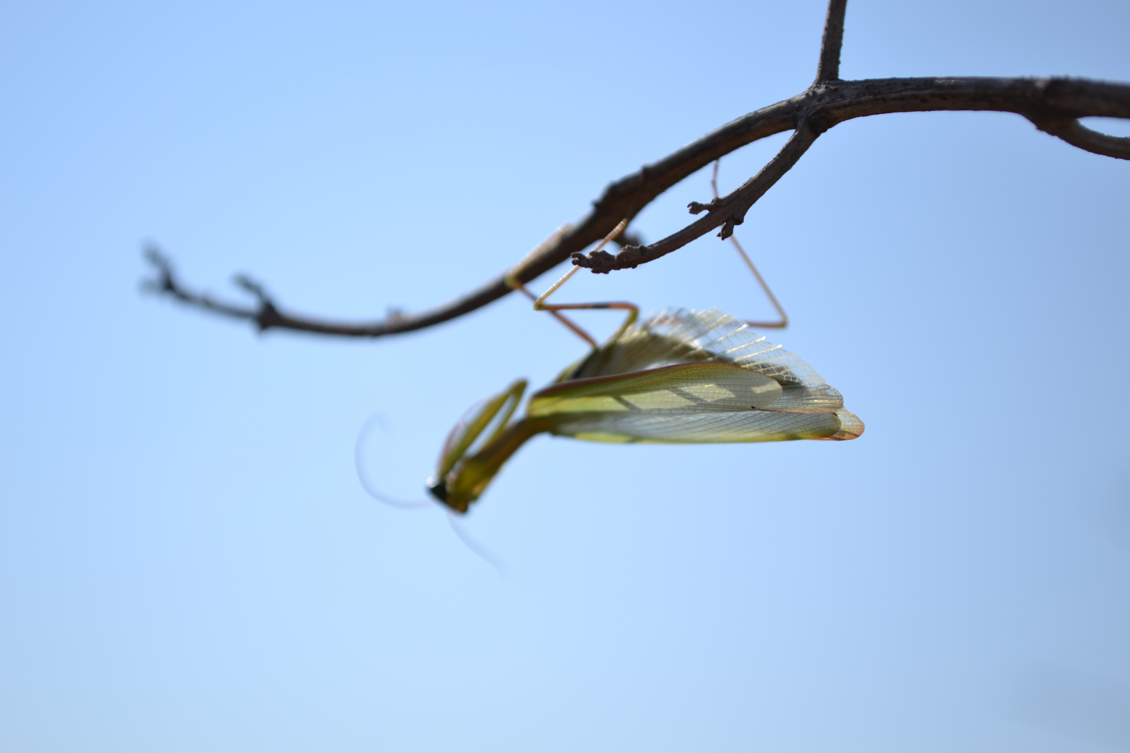 Обои животные ветвь насекомое на рабочий стол