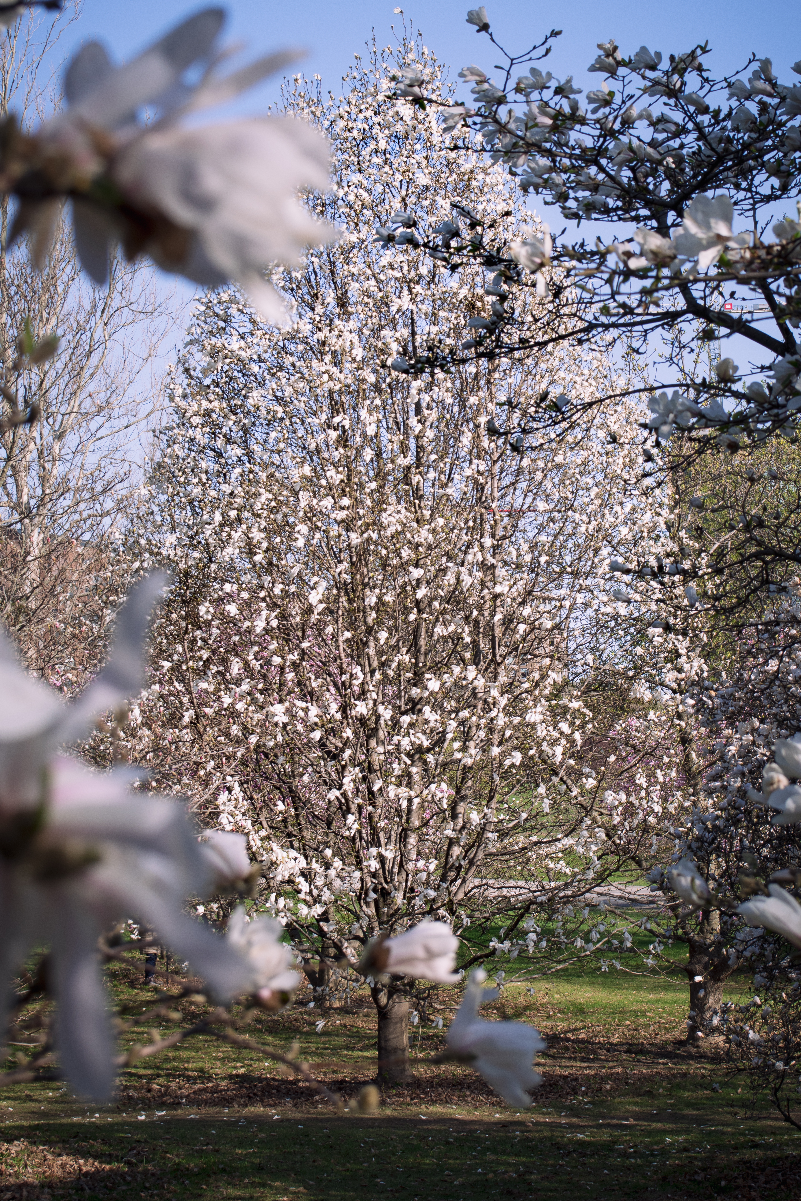 Wallpapers cherry blossom tree spring on the desktop