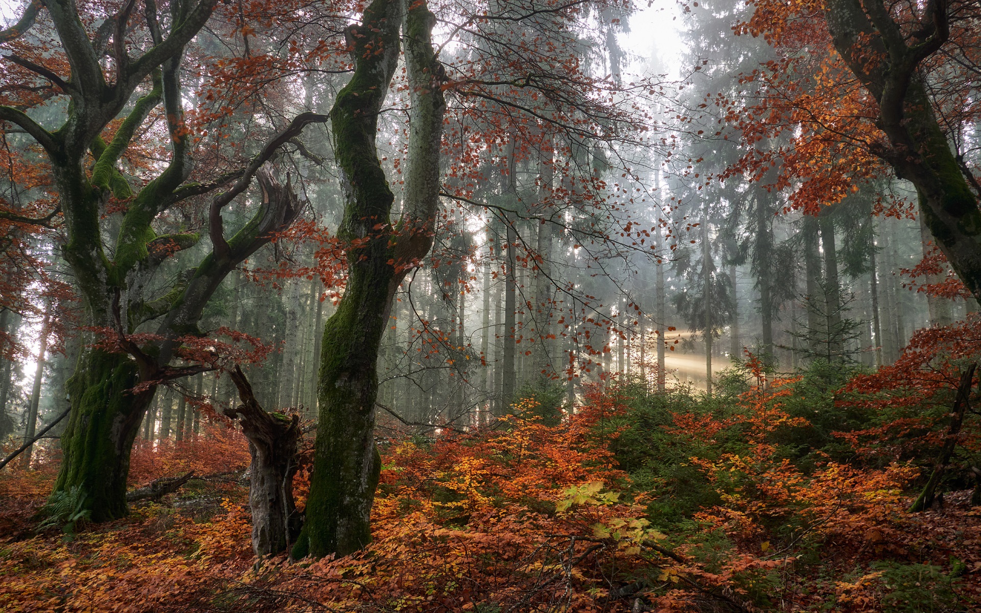 免费照片森林之秋