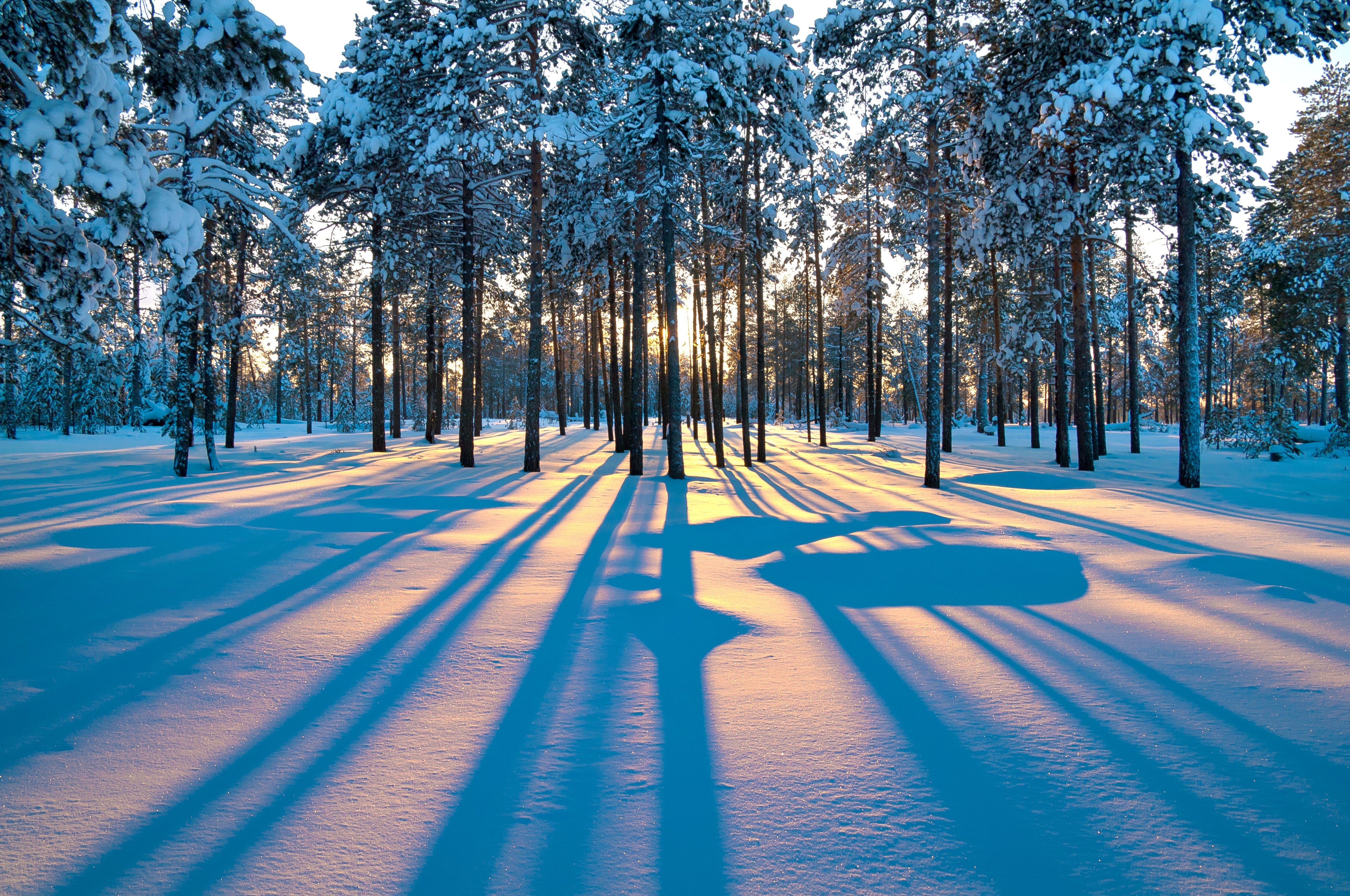 Winter sunrise in the forest