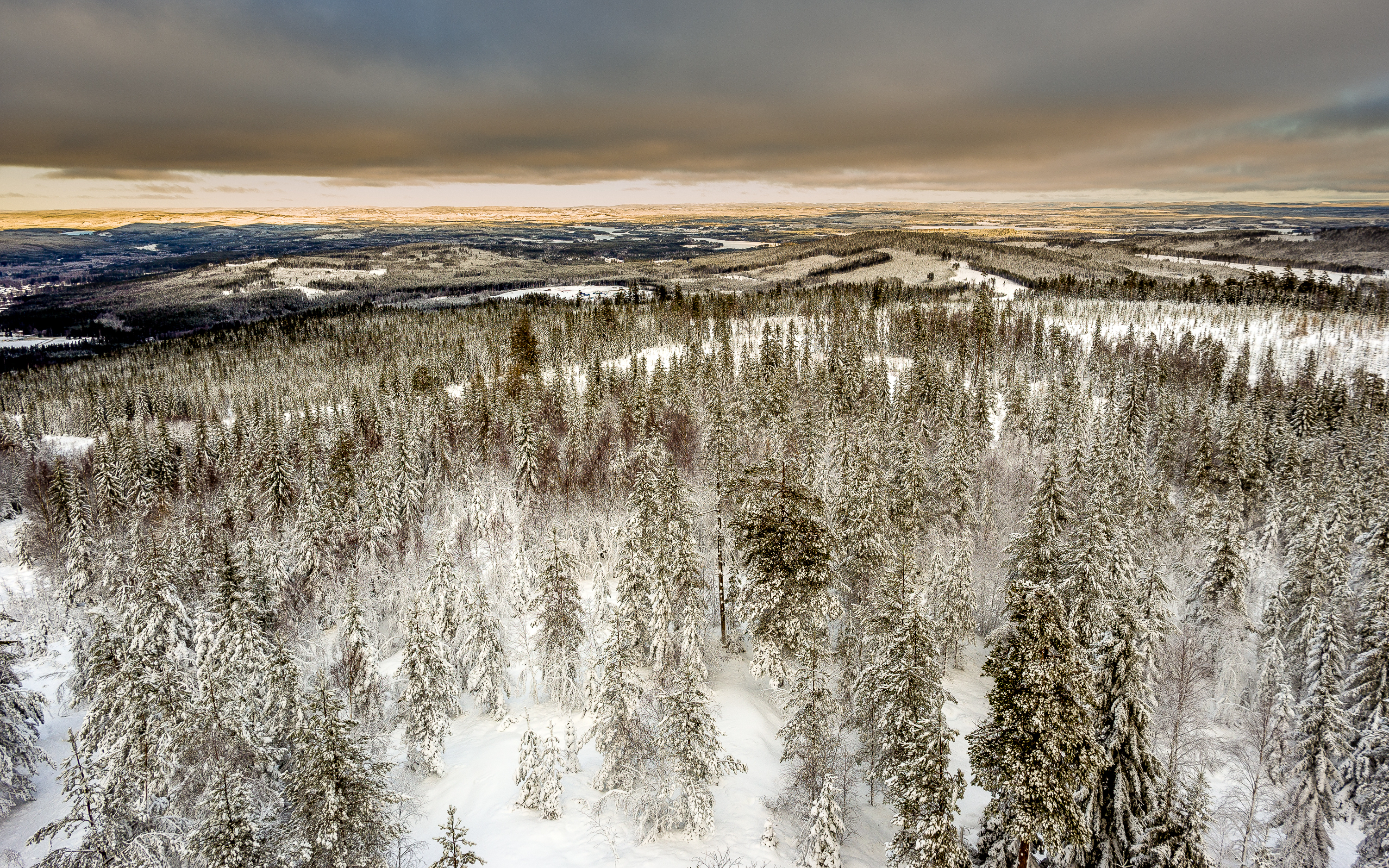 免费照片冬季森林俯瞰图